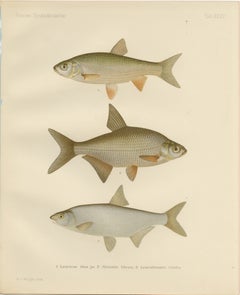 Silver Breams and Vimba - Scandinavian Freshwater Beauties on Litho, 1895