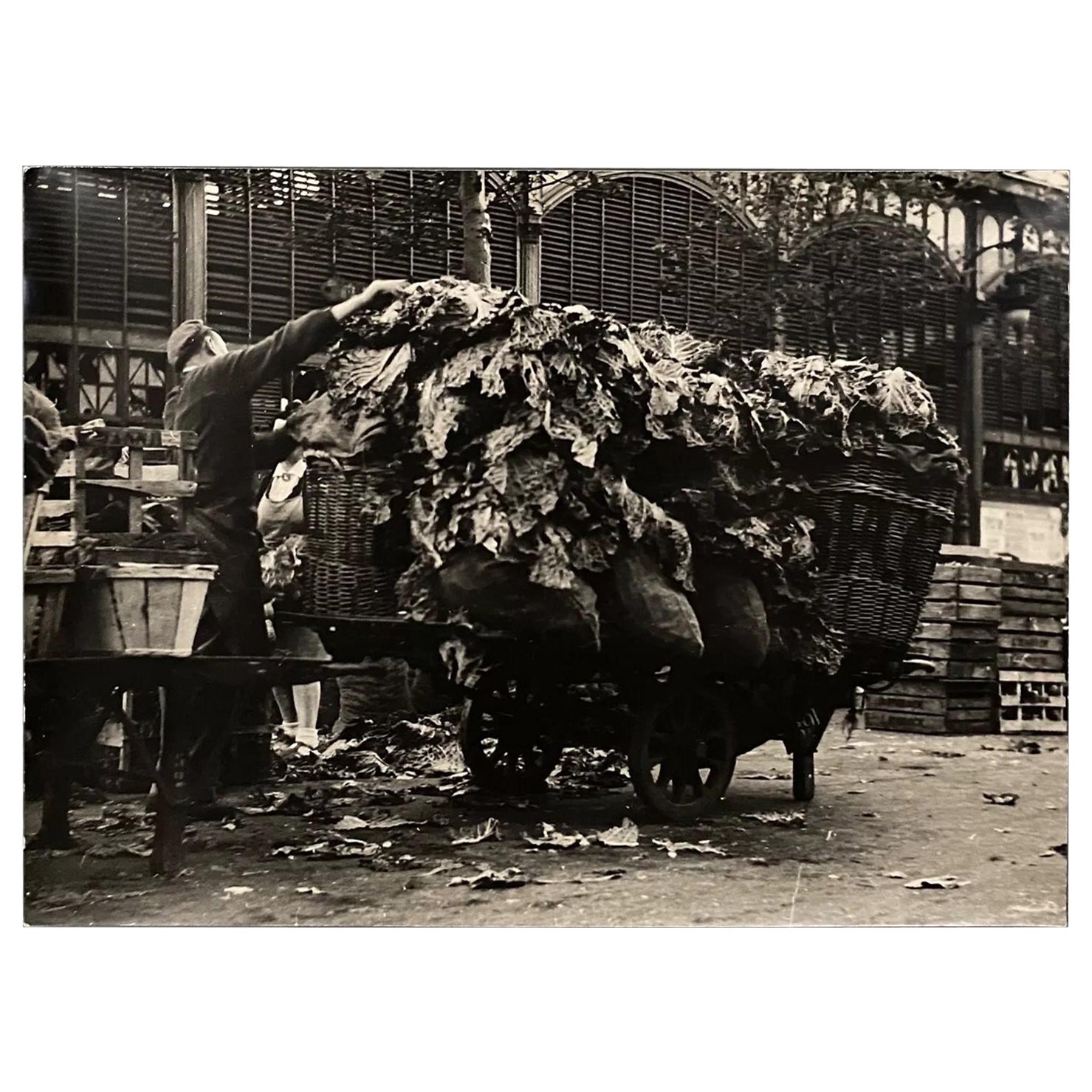 Photographie argentique Bernard Darot XXe Charrette de choux