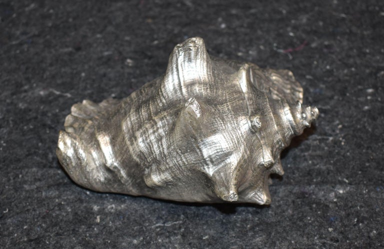 Silver Leaf Natural Sea Shell at 1stDibs
