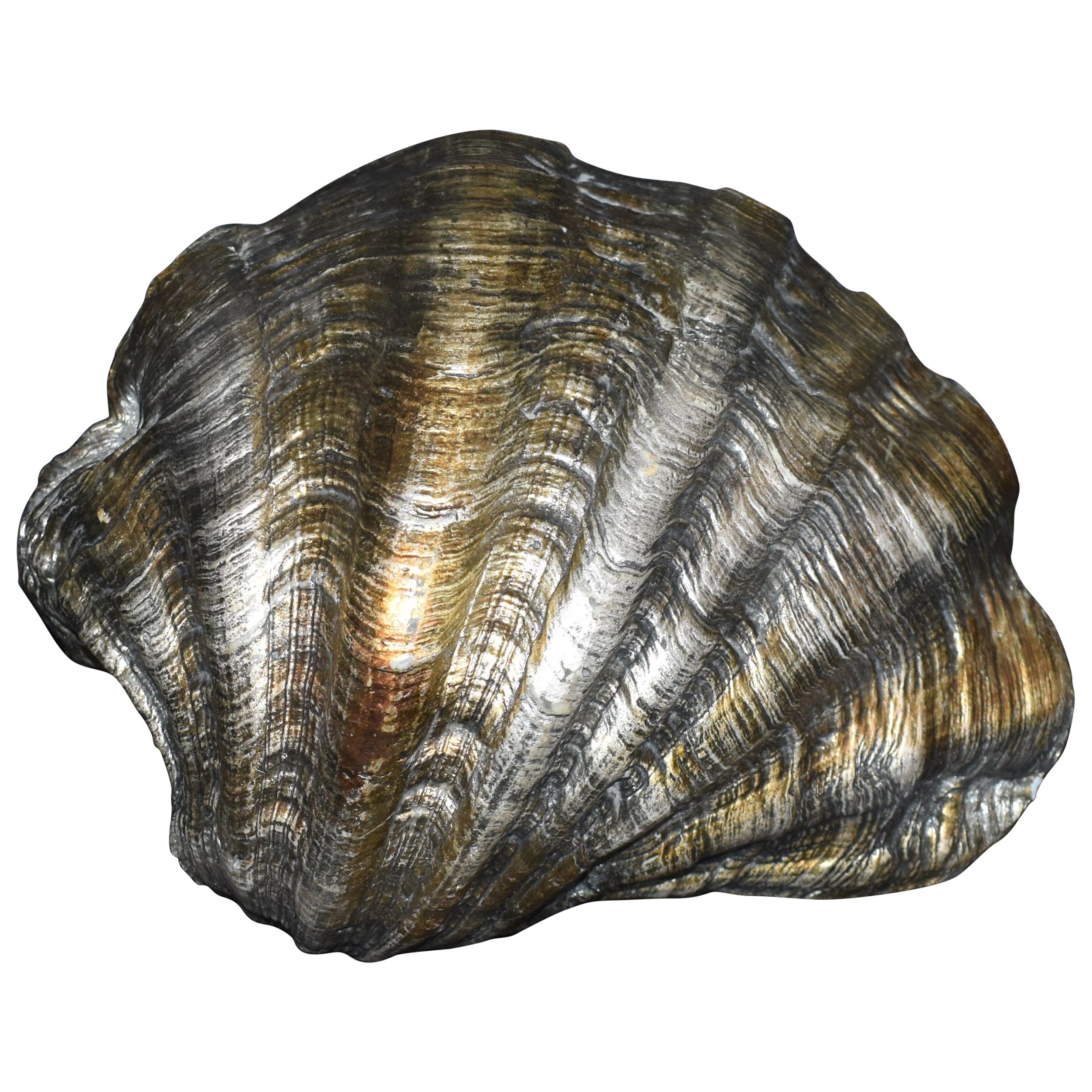 A Silver Leaf Natural Sea Shell (coquillage naturel)