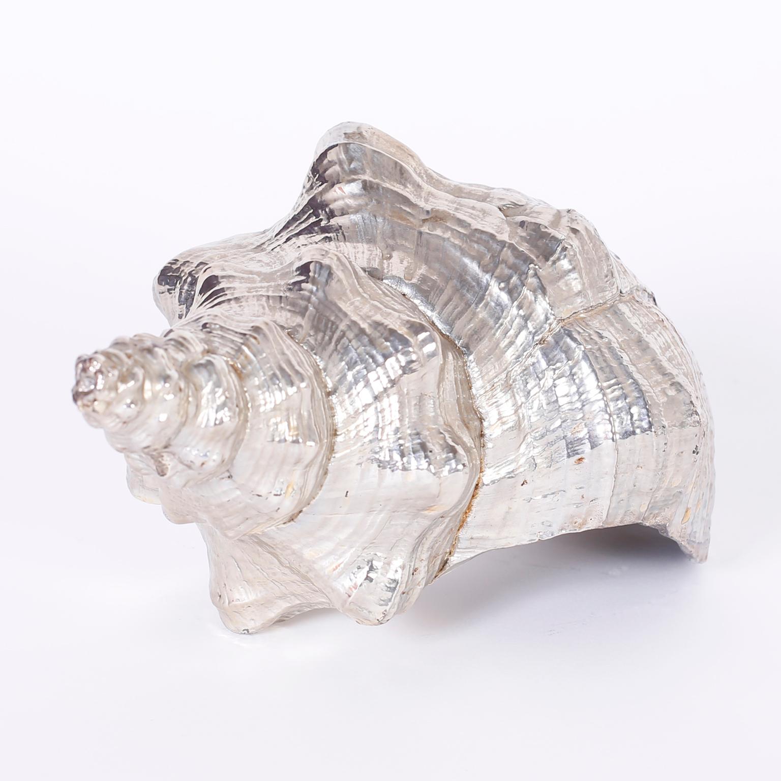 Authenticmhorse conch shell with an electro silver plated finish giving one of Mother Nature's most iconic forms a modern twist.