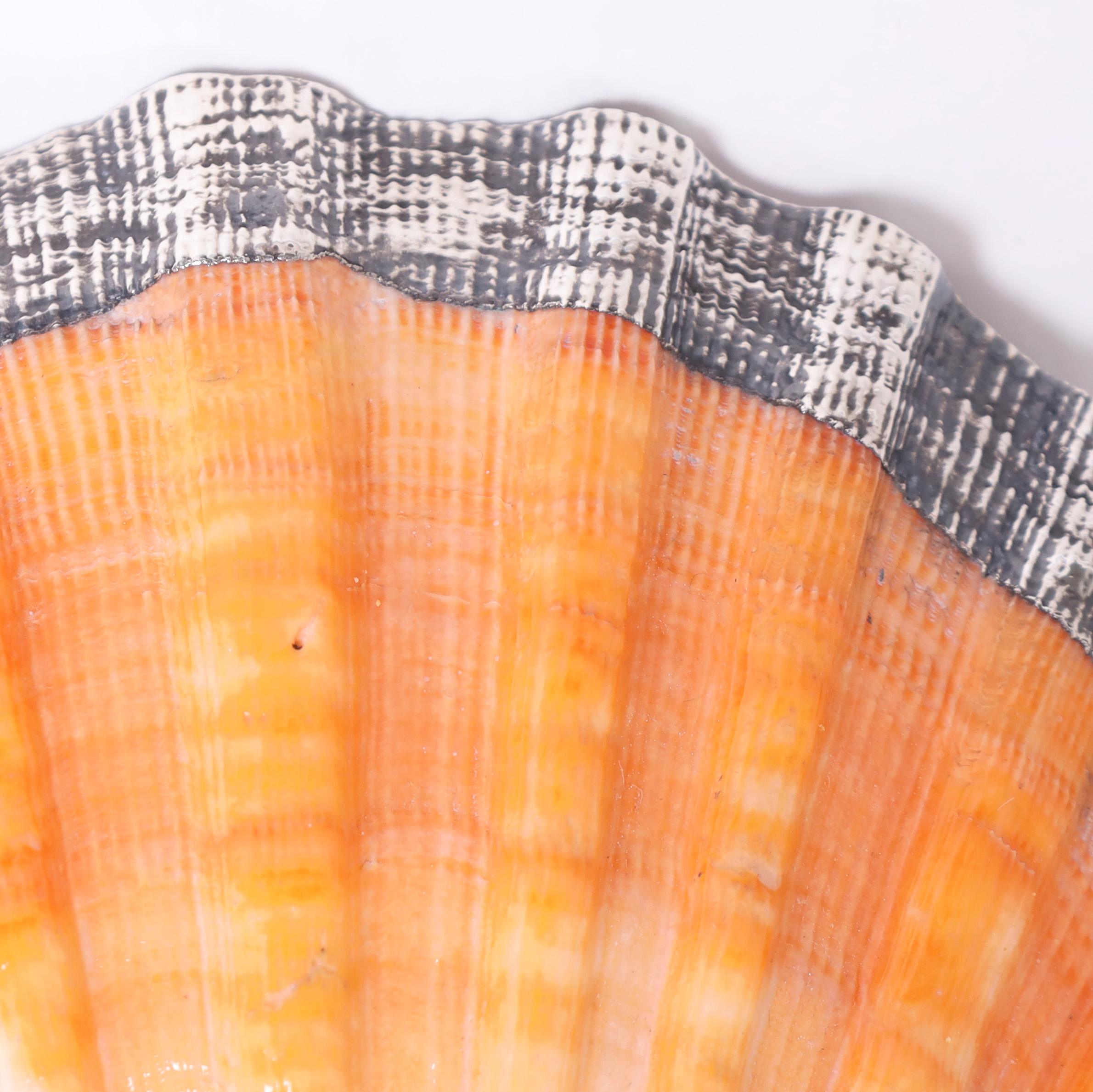 Striking mid century organic orange lion's paw seashell or scallop shell highlighted in silver plate to enhance its sculptural elements. 