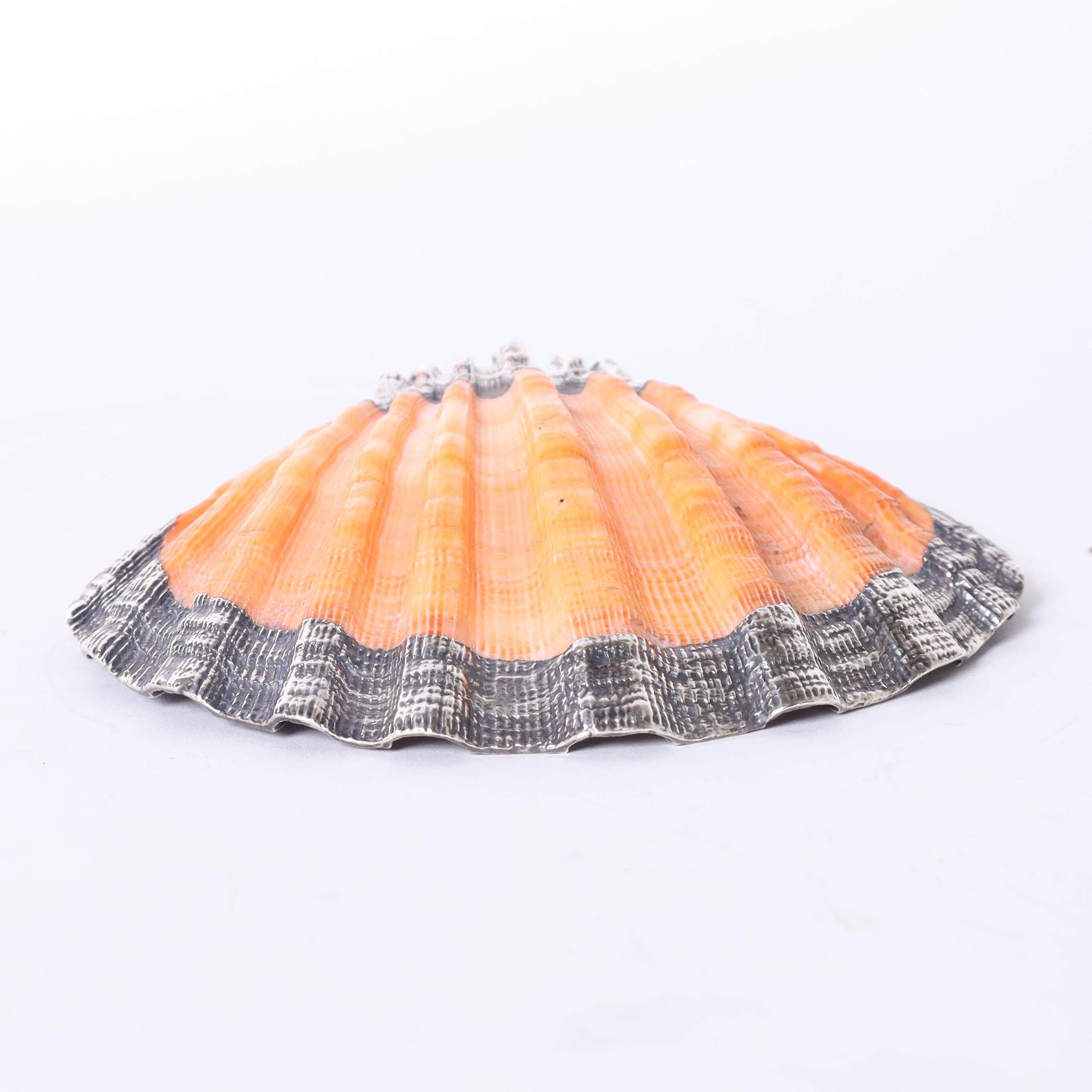 Silver Plated Orange Lion's Paw Seashell 1