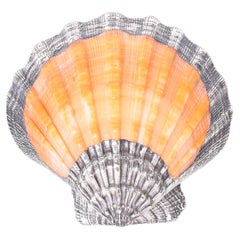 Vintage Silver Plated Orange Lion's Paw Seashell
