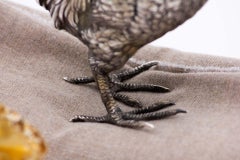 Silver rooster of perfect shape