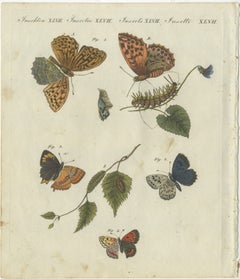 Silver-Washed Fritillary, Large Blue, Brown Hairstreak, Copper Butterflies, 1805