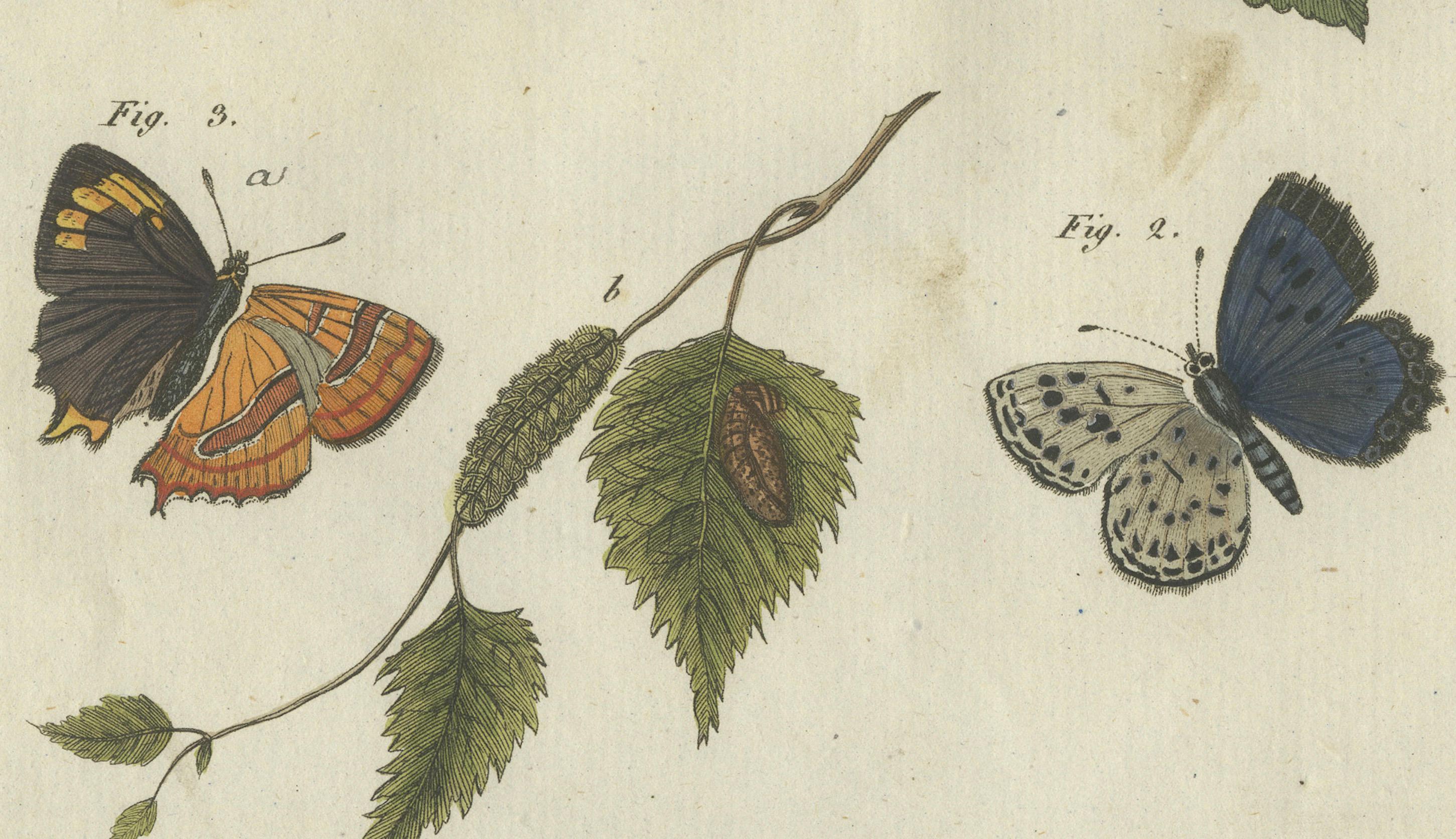 Silver-Washed Fritillary, Large Blue, Brown Hairstreak, Small Copper Butterflies In Good Condition For Sale In Langweer, NL