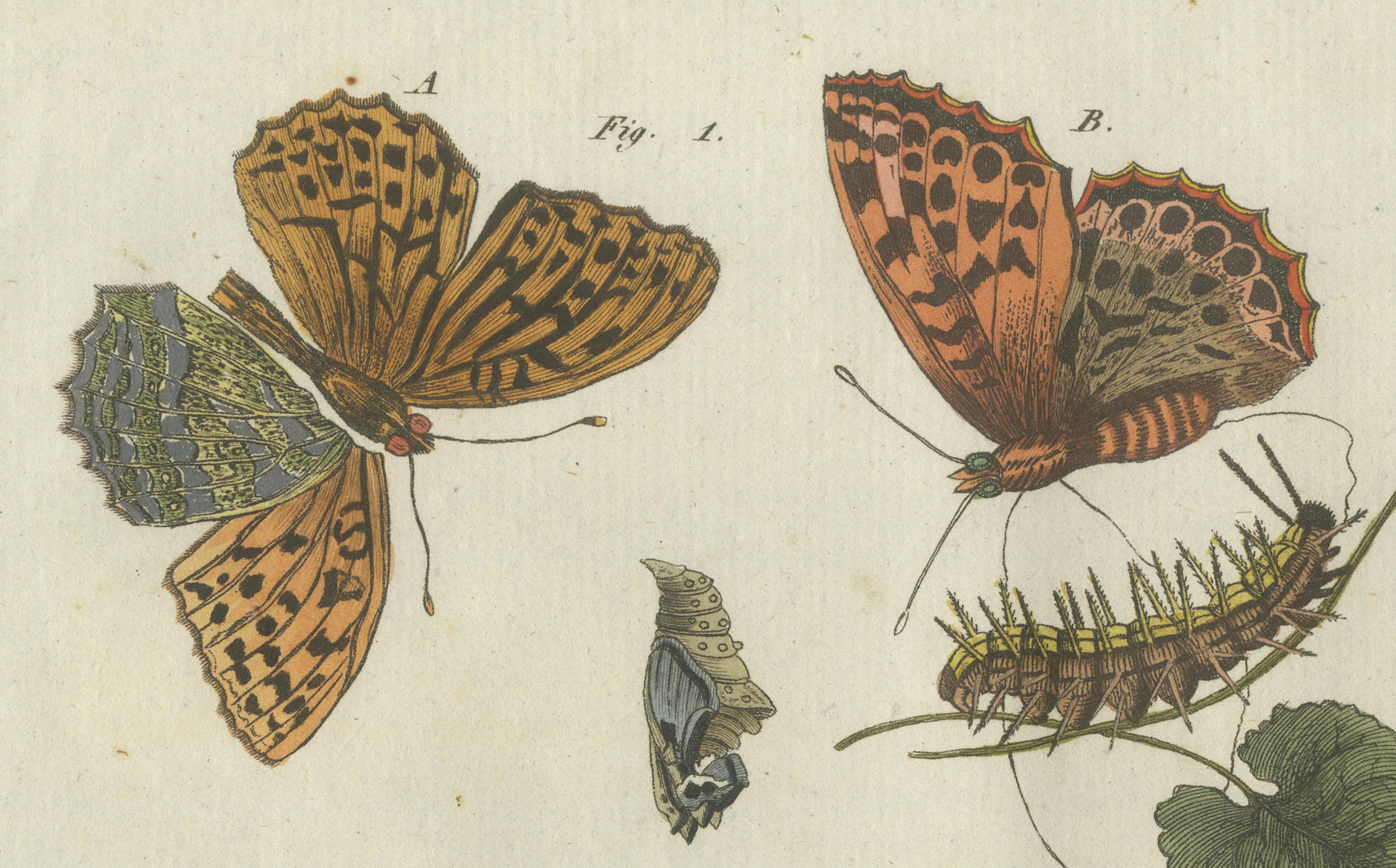 Early 19th Century Silver-Washed Fritillary, Large Blue, Brown Hairstreak, Small Copper Butterflies For Sale