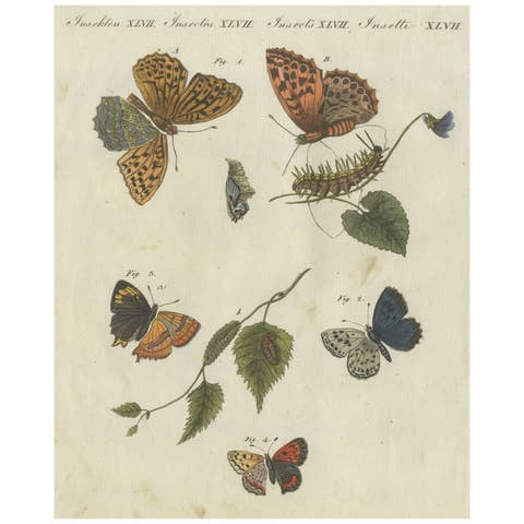 Silver-Washed Fritillary, Large Blue, Brown Hairstreak, Copper Butterflies, 1805