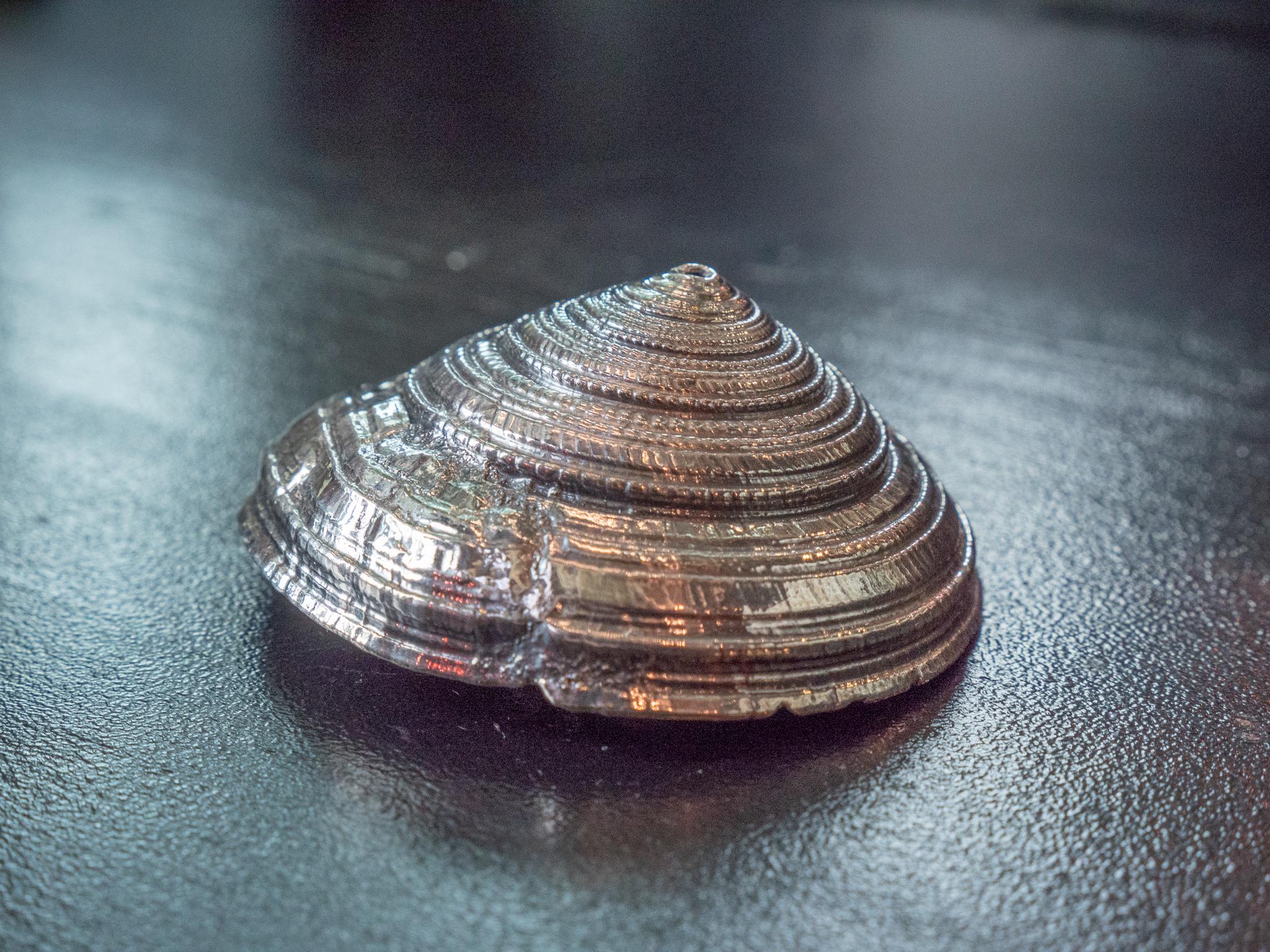Victorian Silvered Sea Shell Architectonica For Sale