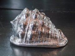 Silvered Sea Shell Cassis