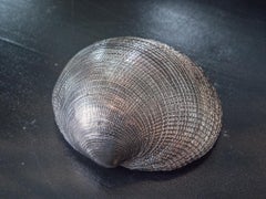 Silvered Sea Shell Chamelea