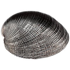 Silvered Sea Shell Chamelea