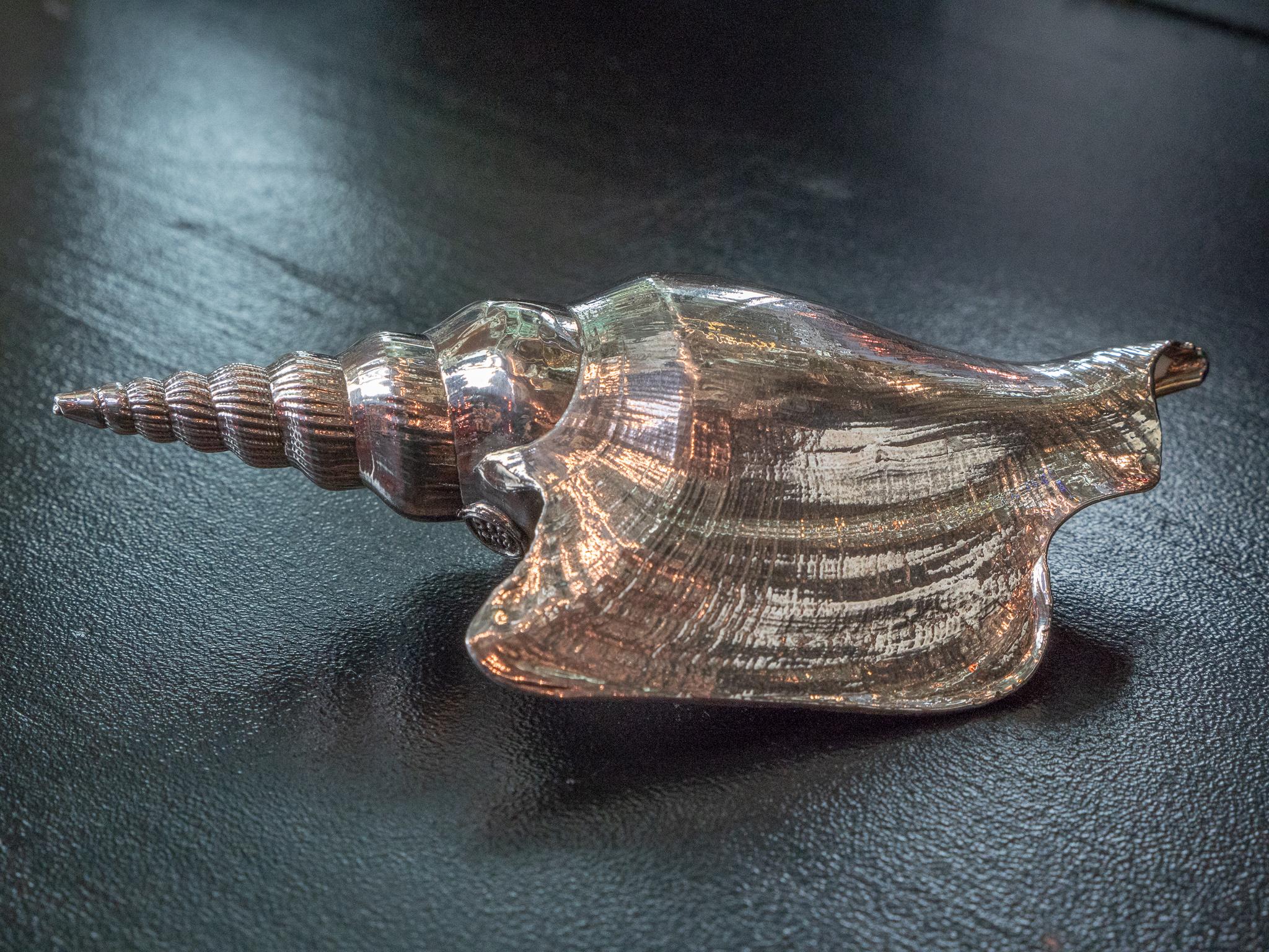 Lister's conch fully silvered shell 5