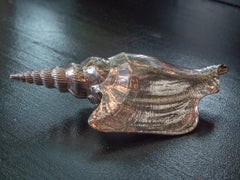Silvered Sea Shell Lister's Conch