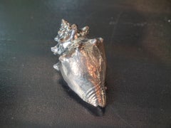 Conchiglia argentata Strombus Pugilis