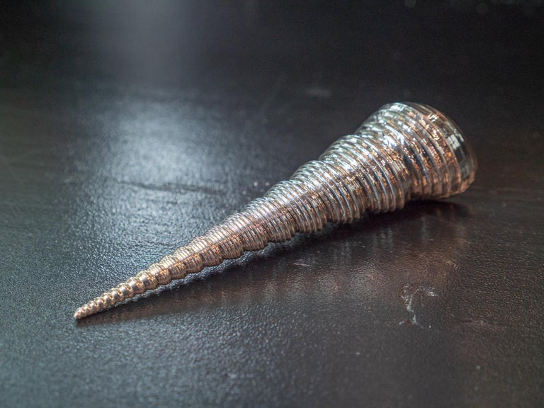 Silvered Sea Shell Turitella For Sale at 1stDibs