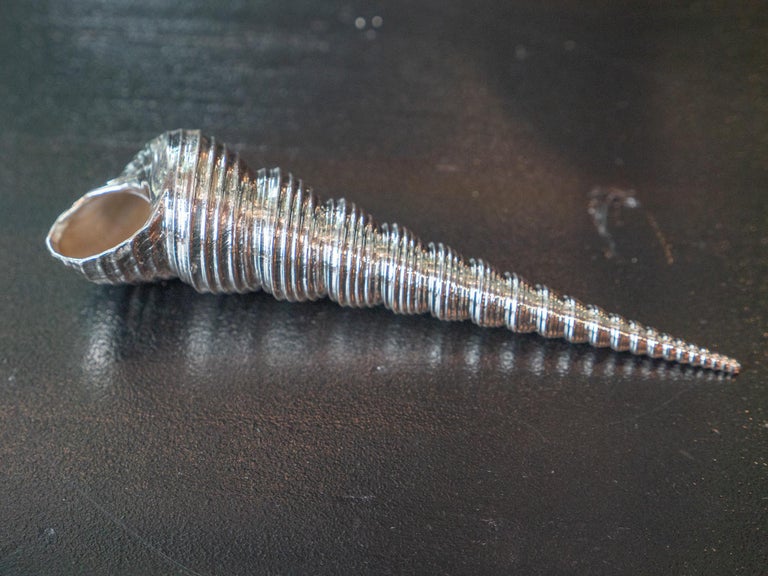 Silvered Sea Shell Turitella For Sale at 1stDibs