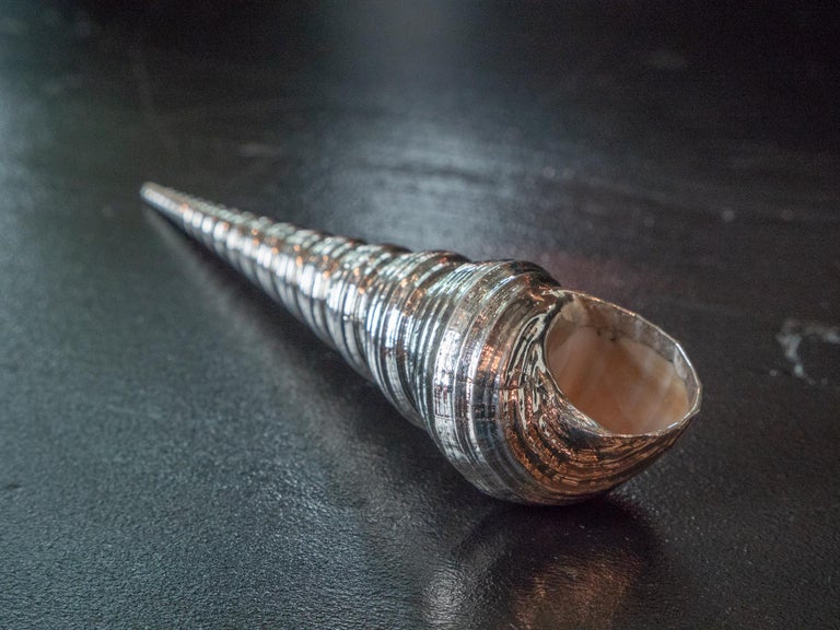 Silvered Sea Shell Turitella For Sale at 1stDibs