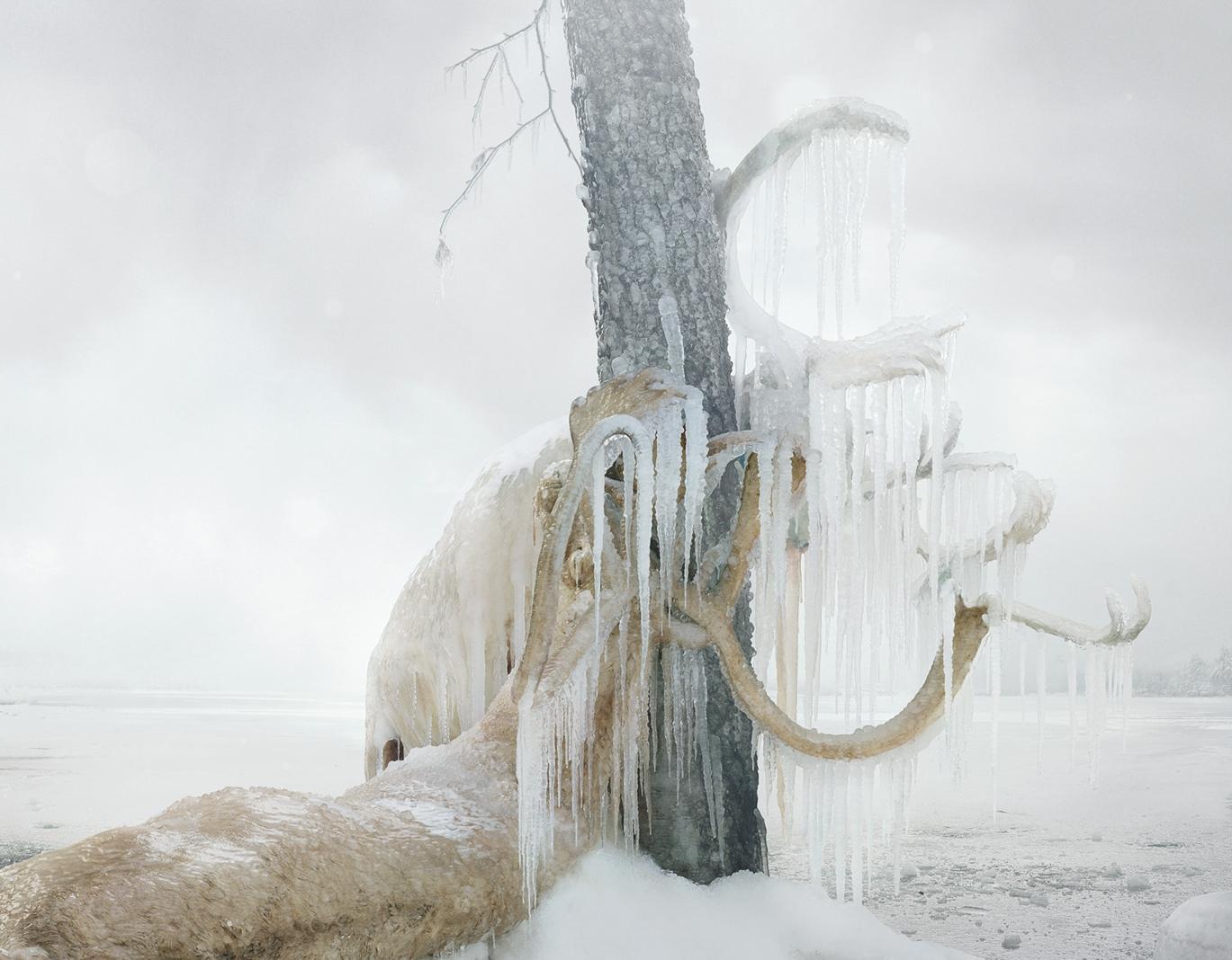 Untitled #159  – Simen Johan, Photography, Animals, Colour, Nature, Snow, Ice For Sale 1