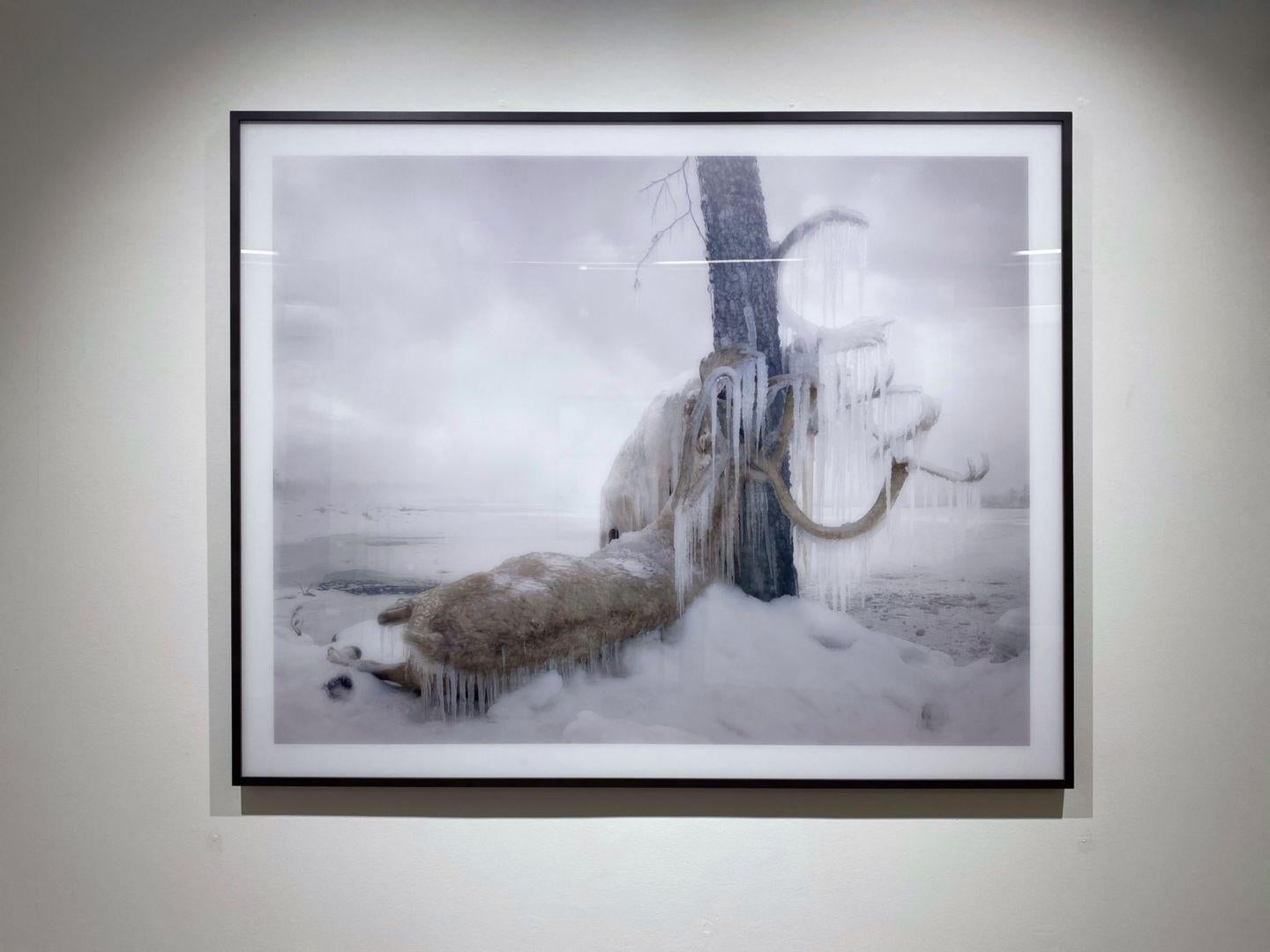 Untitled #159  – Simen Johan, Photography, Animals, Colour, Nature, Snow, Ice For Sale 2