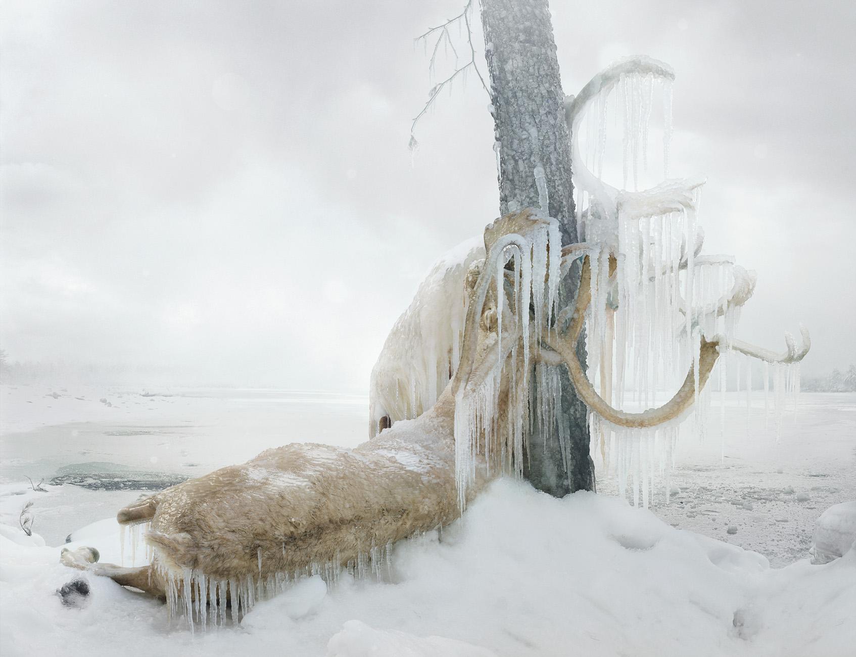 Untitled #159  – Simen Johan, Photography, Animals, Colour, Nature, Snow, Ice