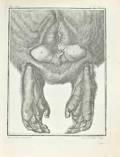 Anatomie d'un singe - Gravure à l'eau-forte de Simon François Ravenet - 1771