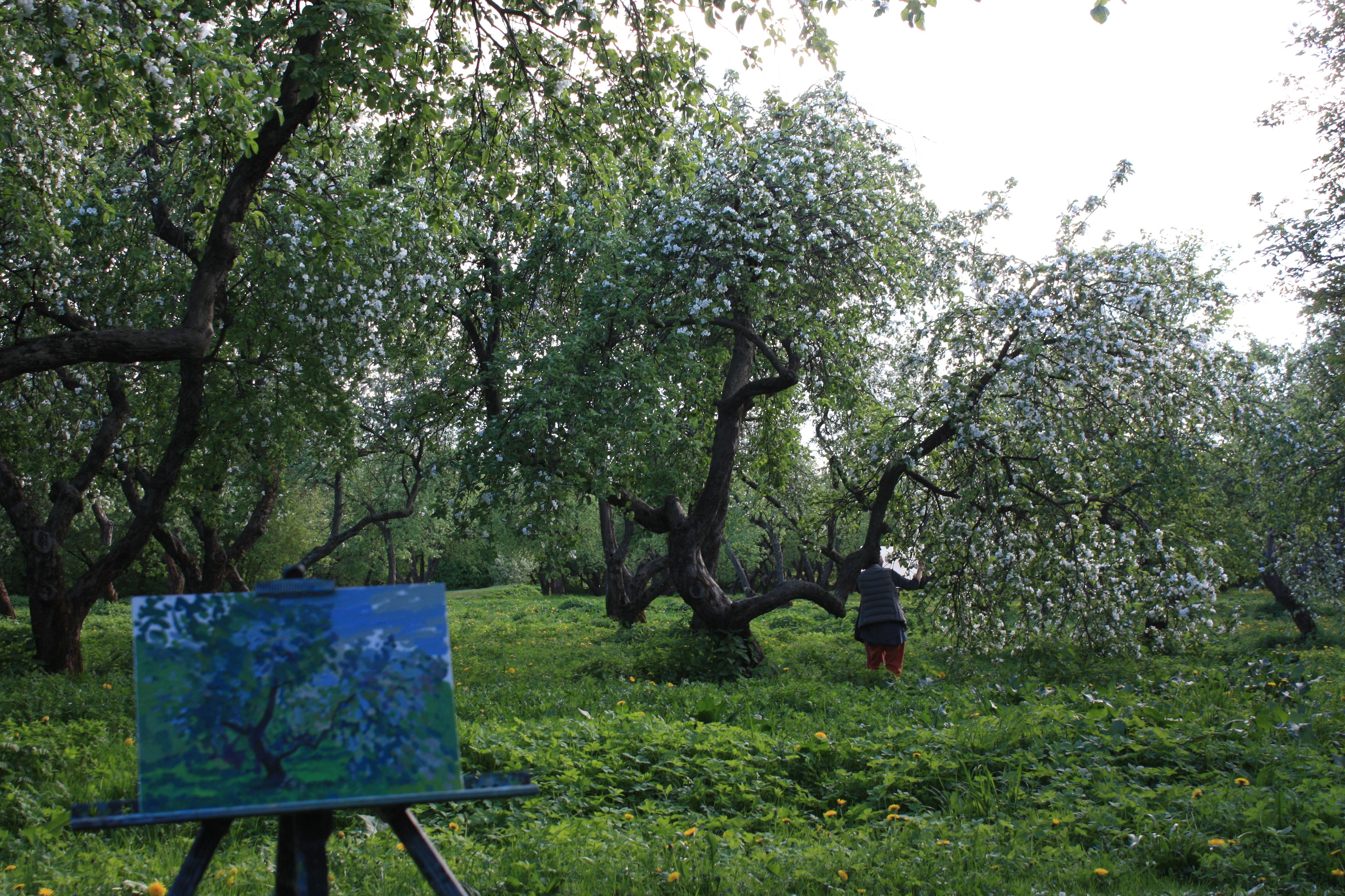 Manzano en flor. Kolomenskoye Pintura al óleo Impresionista de Simon Kozhin en venta 10