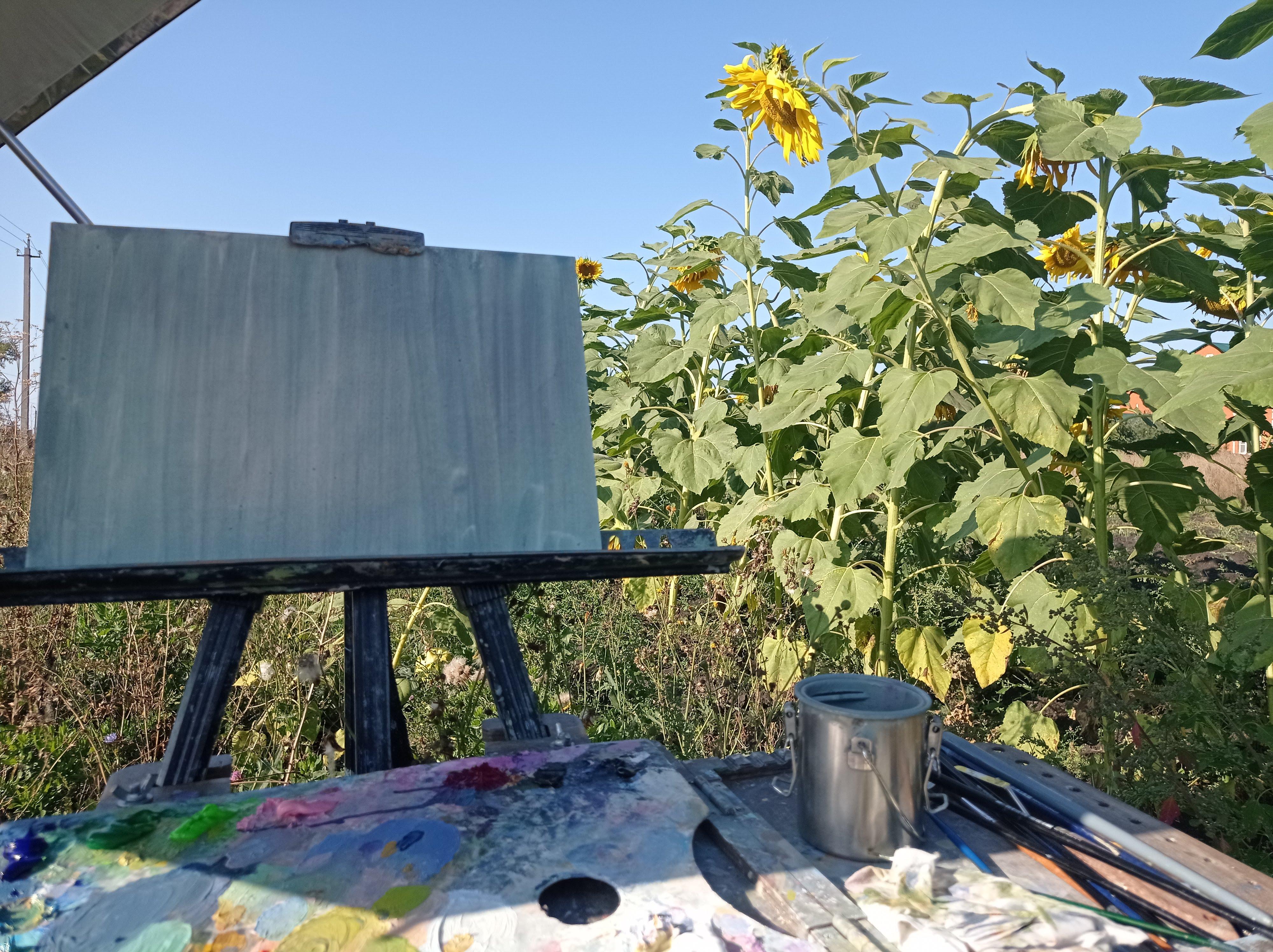 Agosto. Regalos de verano. Girasoles en venta 2