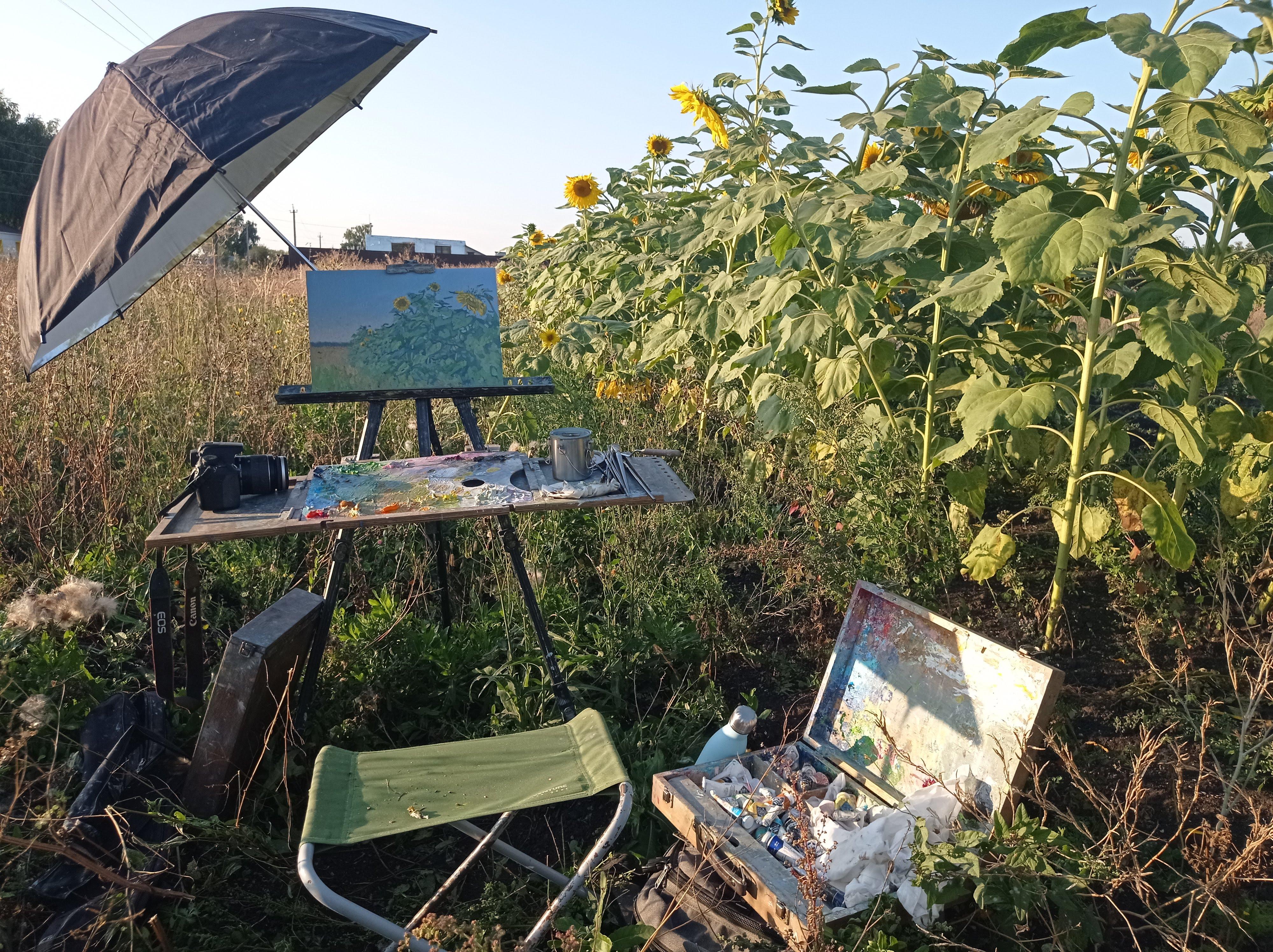 Agosto. Regalos de verano. Girasoles en venta 4