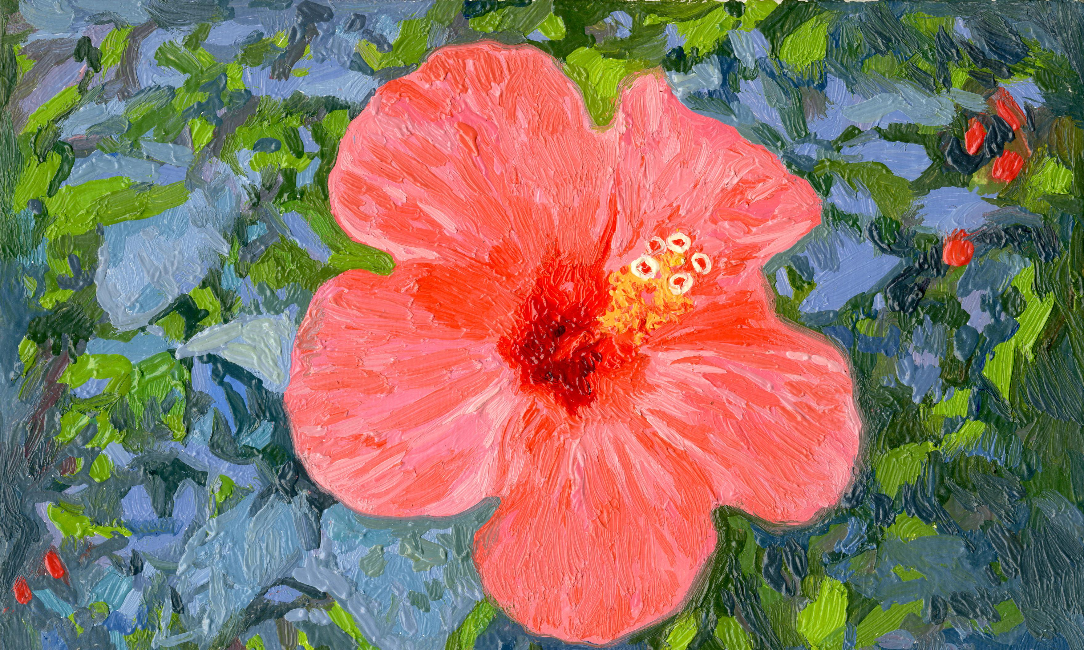 Hibiscus chinois