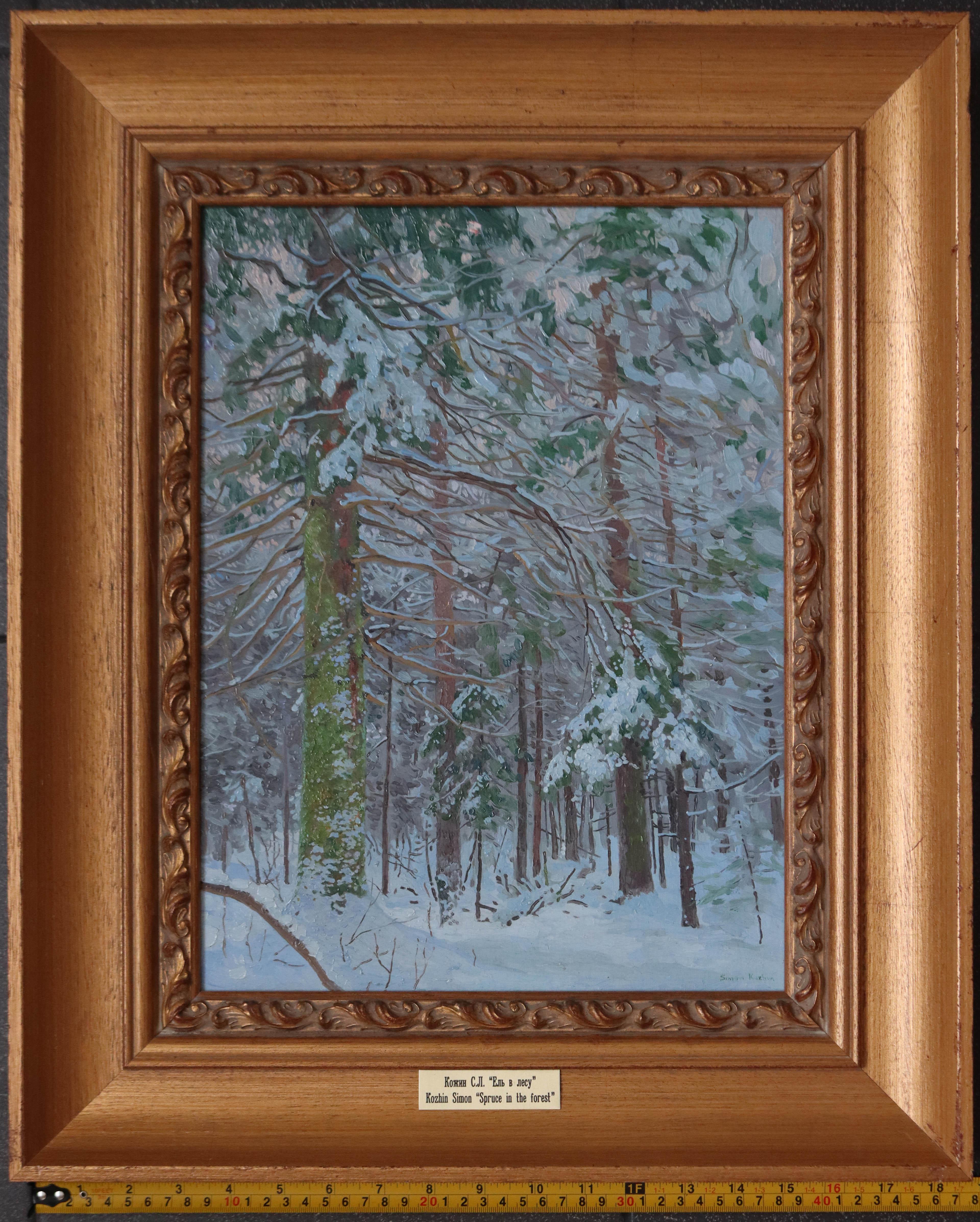 Spruce in the forest For Sale 2