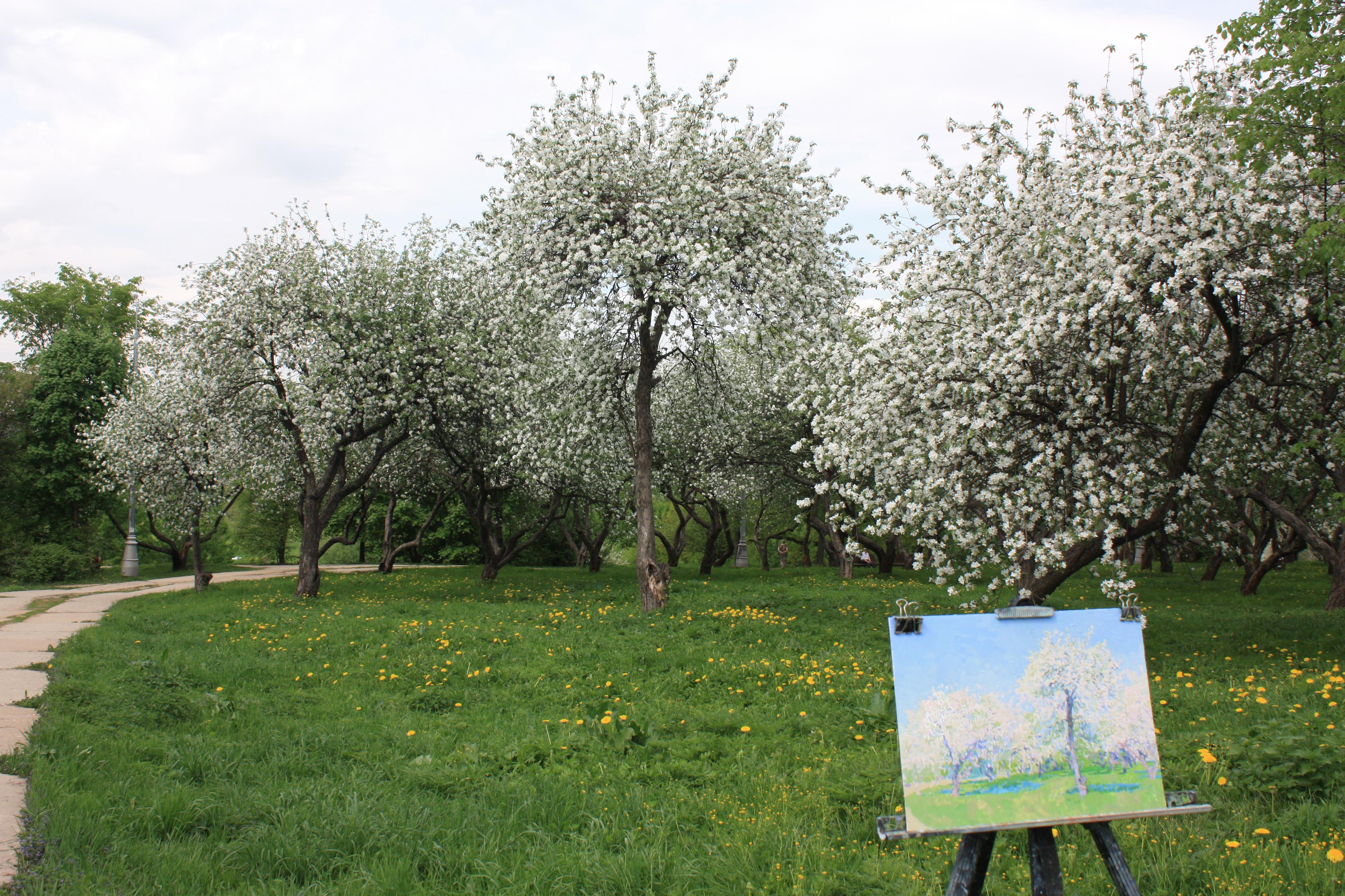 Giardino Voznesensky. Meli in fiore. Kolomenskoe in vendita 8