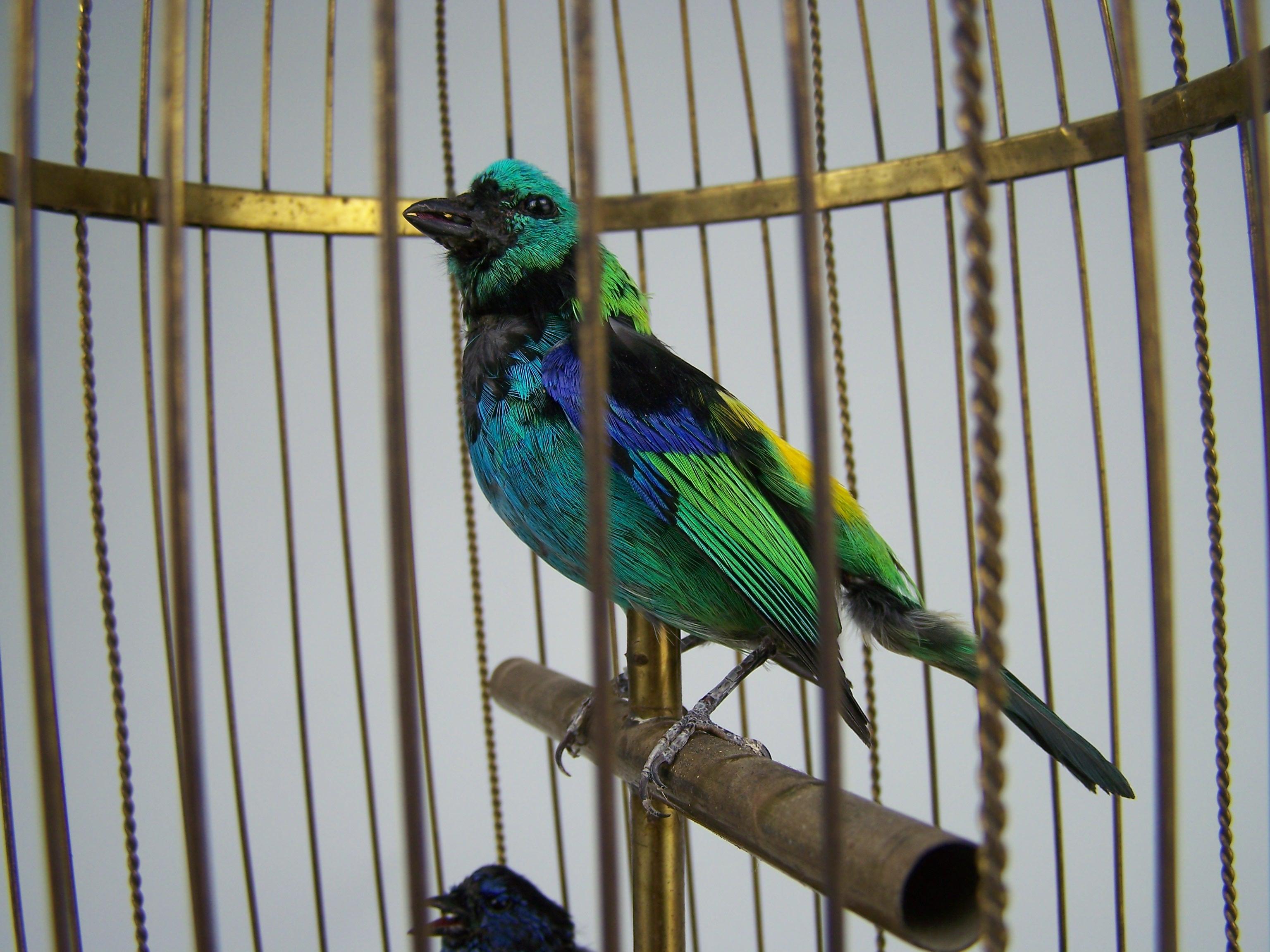 singing bird in cage antique