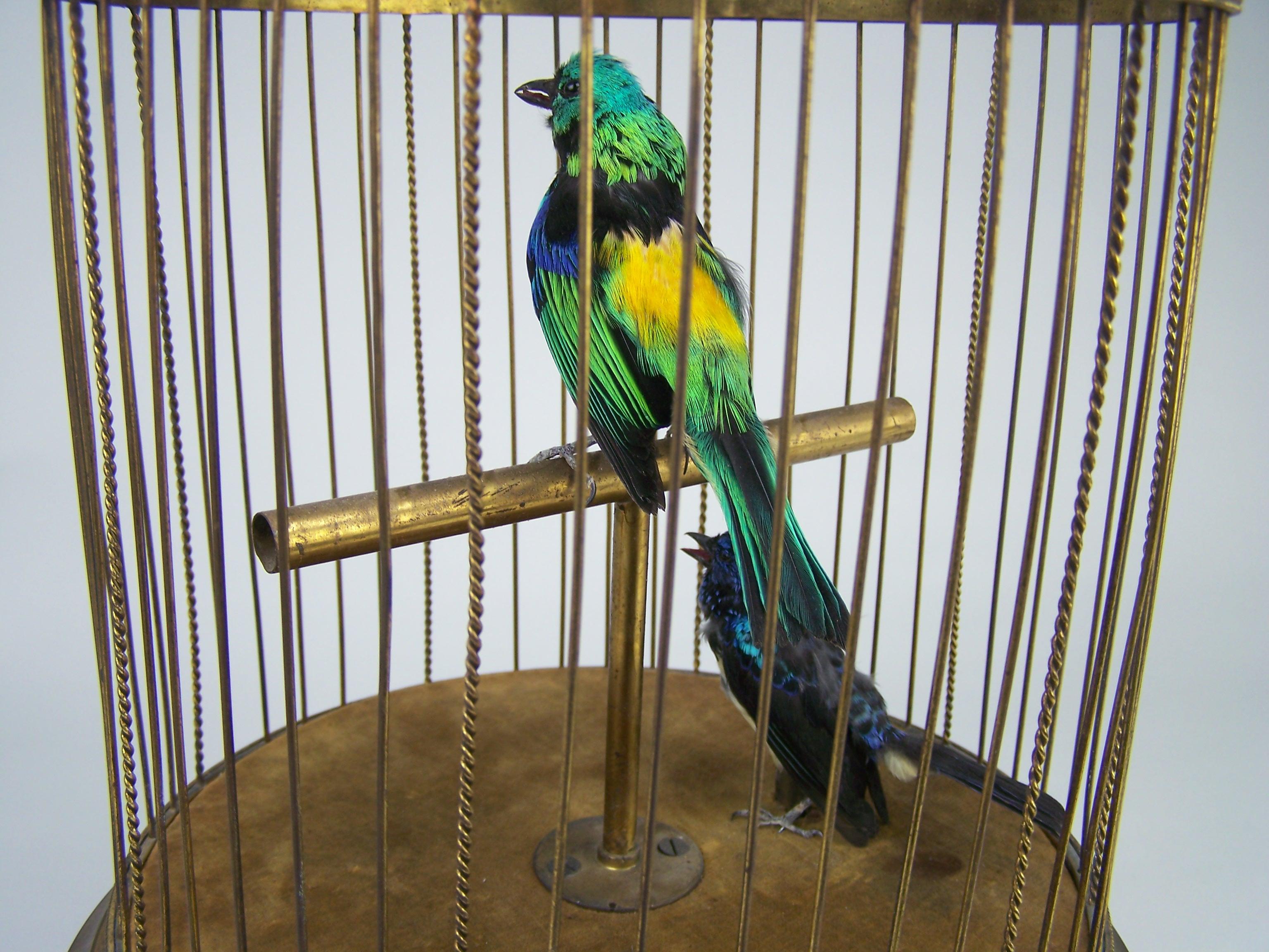 singing bird for sale