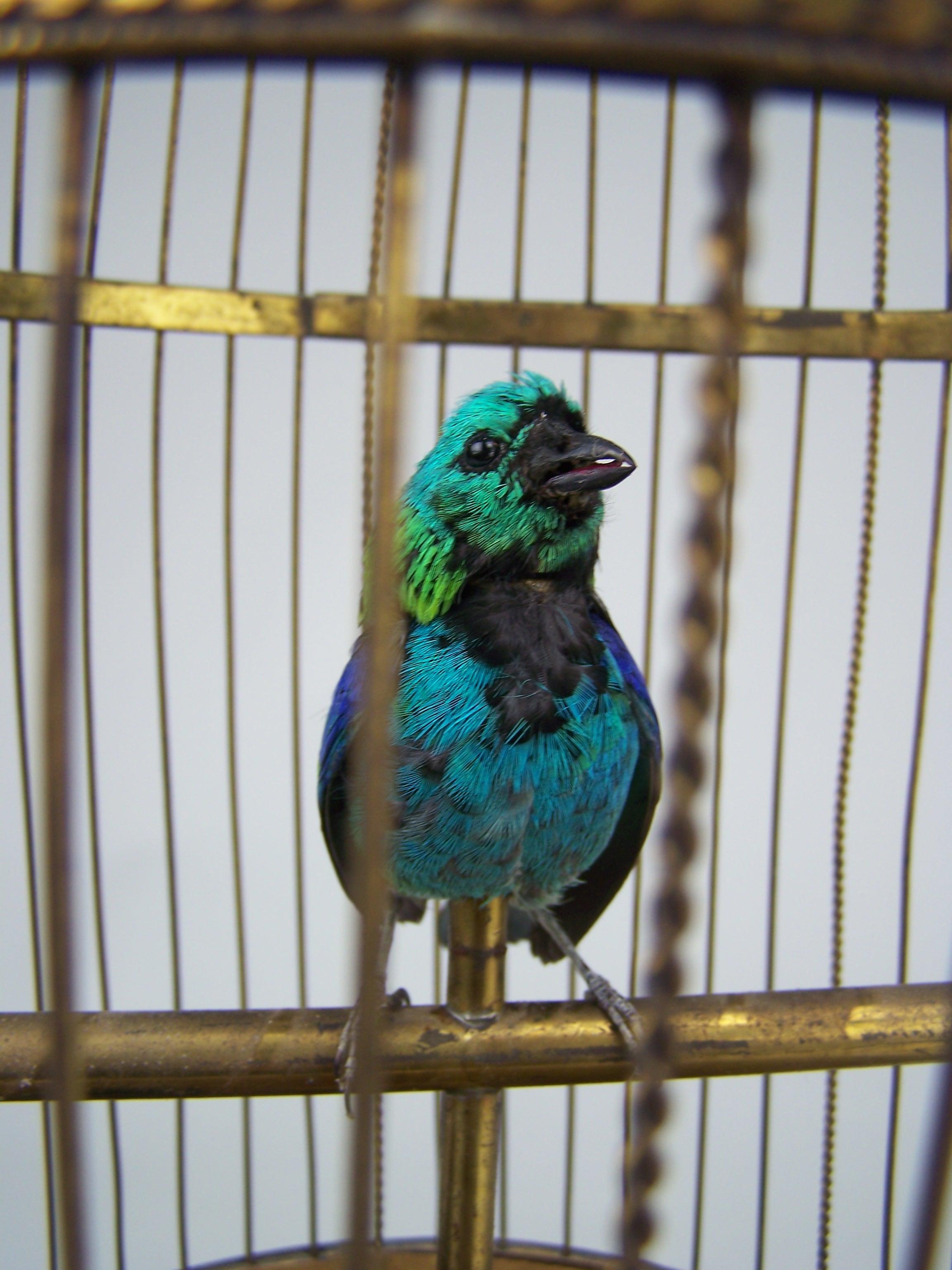 Singender Vogelkäfig von Bontems mit 2 Vögeln im Zustand „Hervorragend“ im Angebot in Zonhoven, BE