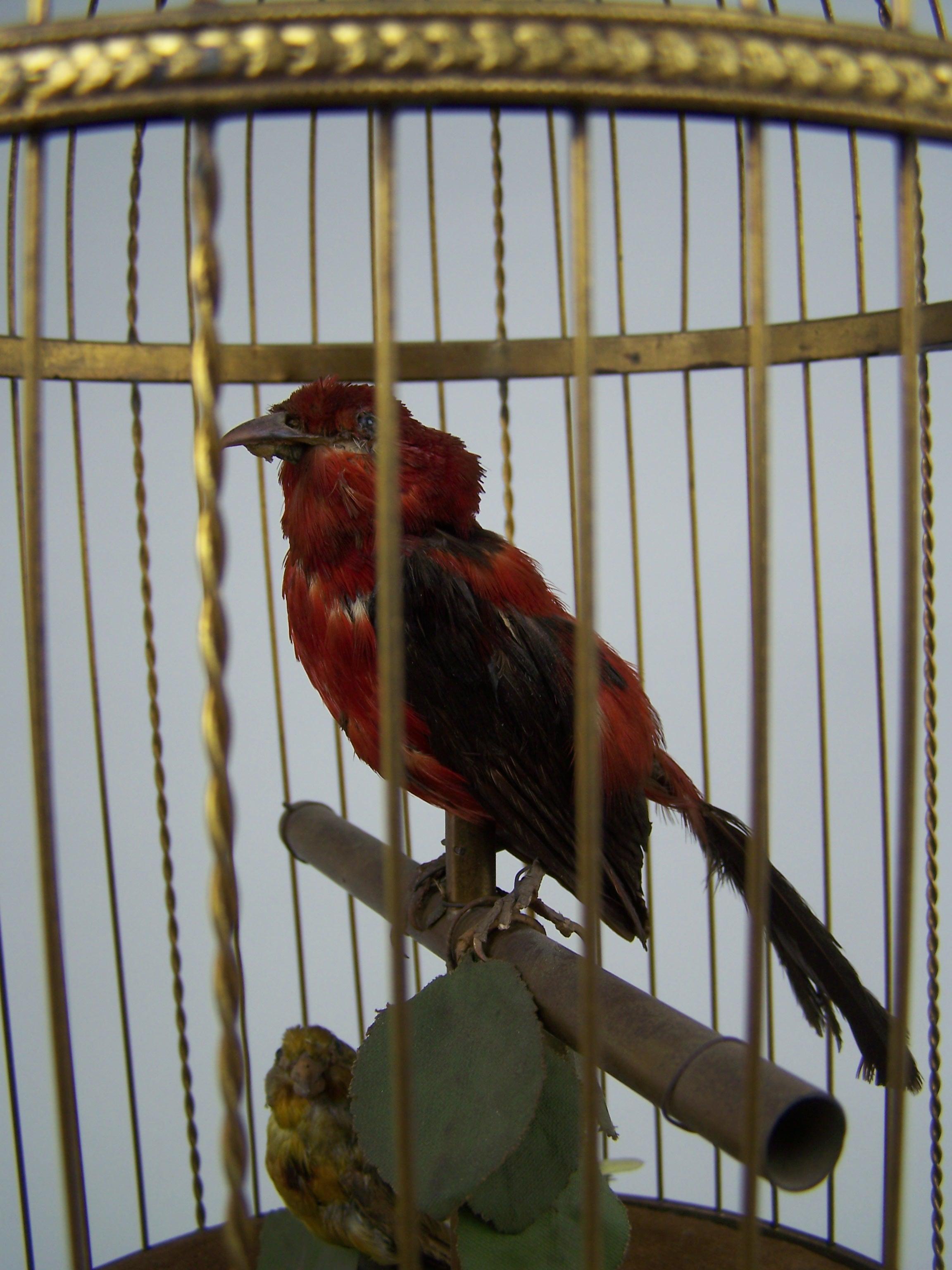 Rare et très décoratif automate d'oiseaux chanteurs.

Fabriqué dans le 4e quart du 19e siècle par Bontems à Paris (France).

Cette cage pour oiseaux chanteurs est dotée d'une base en laiton doré pour sceller le mécanisme. Dans la cage se trouvent