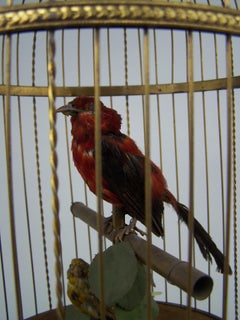 Singing Bird Cage with 2 birds by Bontems