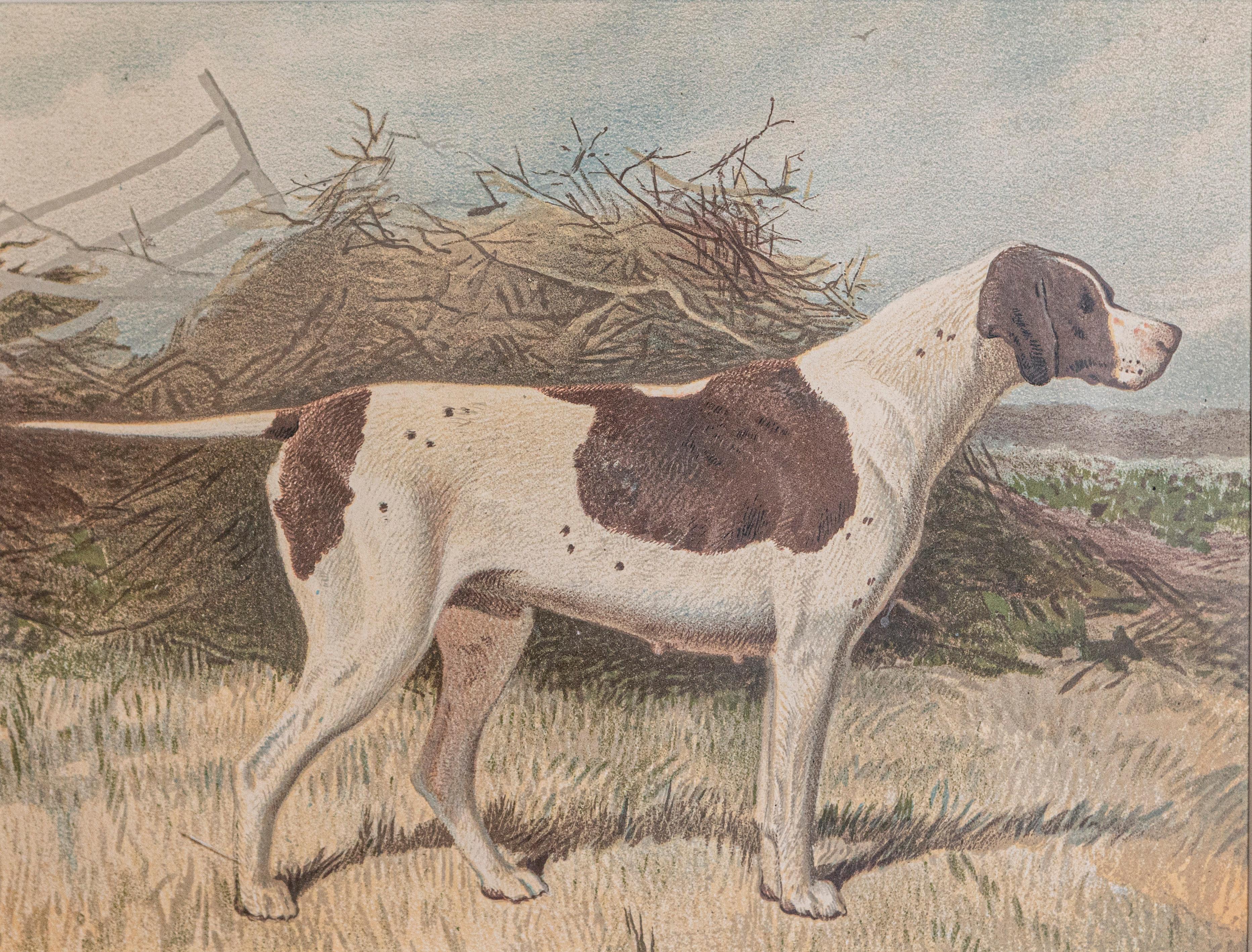 This piece is a framed chromolithograph dog print by Cassell, Petter, Galpin & Co, a renowned British publisher known for producing high-quality illustrated works in the late 19th century. The print is a reproduction from The Illustrated Book of the