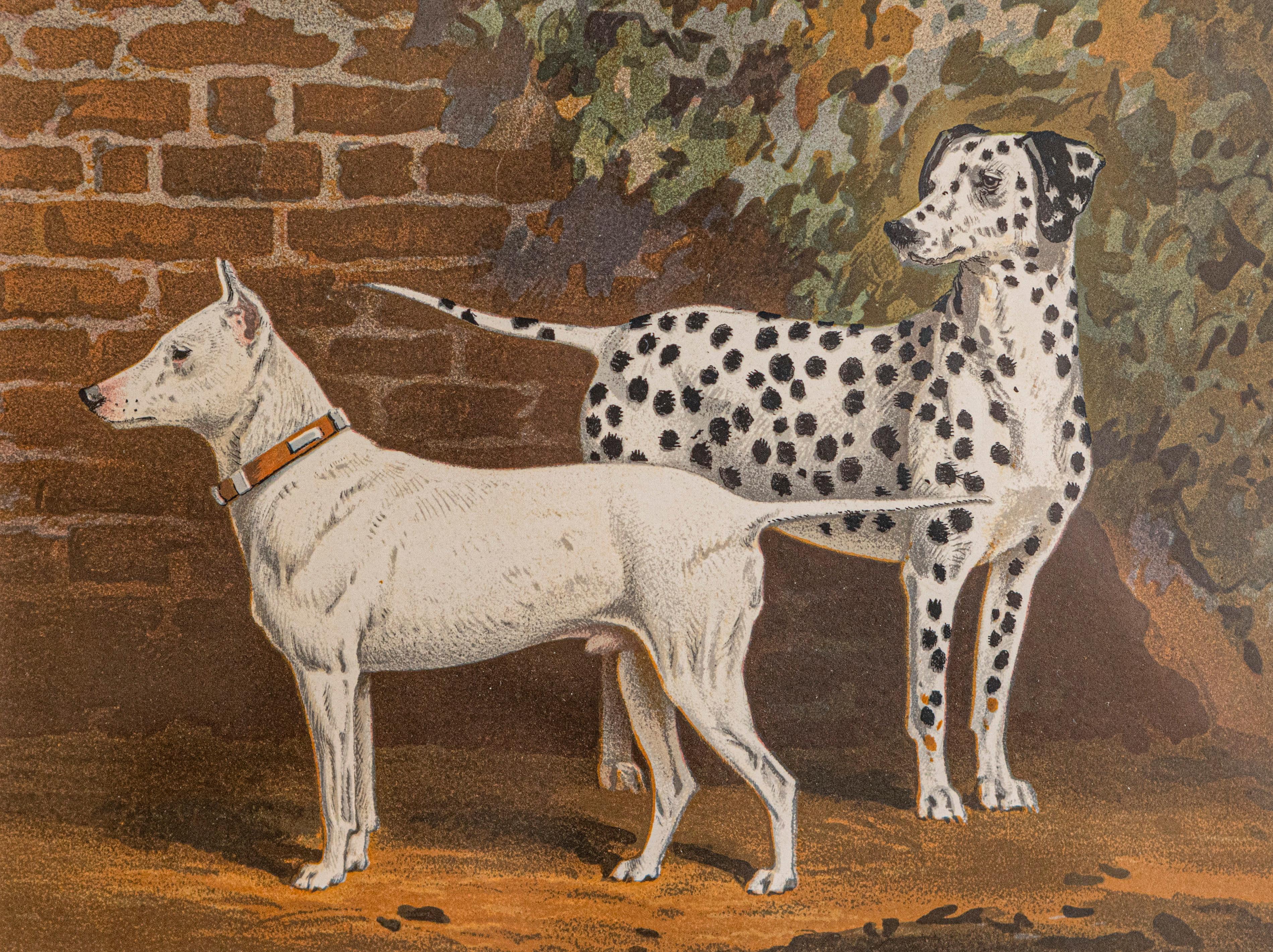 This piece is a framed chromolithograph dog print by Cassell, Petter, Galpin & Co, a renowned British publisher known for producing high-quality illustrated works in the late 19th century. The print is a reproduction from The Illustrated Book of the