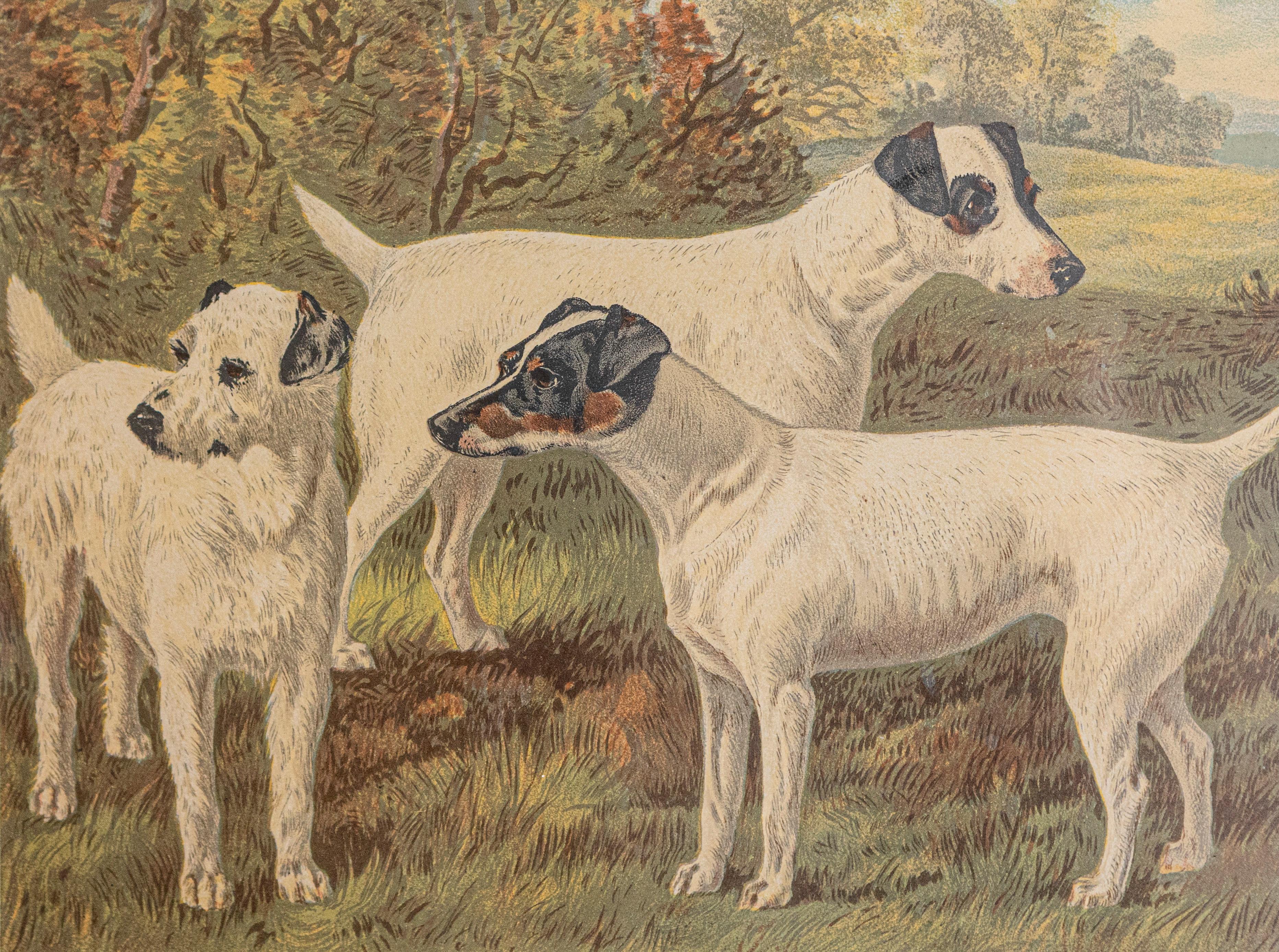 This piece is a framed chromolithograph dog print by Cassell, Petter, Galpin & Co, a renowned British publisher known for producing high-quality illustrated works in the late 19th century. The print is a reproduction from The Illustrated Book of the