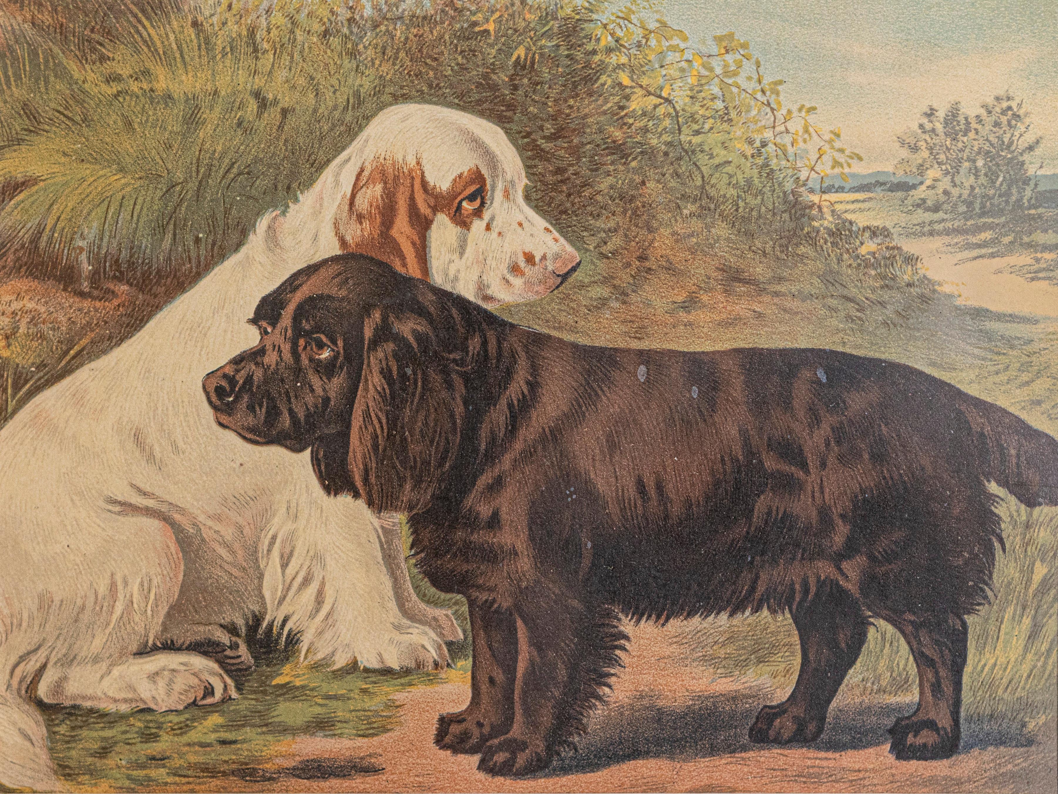 This piece is a framed chromolithograph dog print by Cassell, Petter, Galpin & Co, a renowned British publisher known for producing high-quality illustrated works in the late 19th century. The print is a reproduction from The Illustrated Book of the