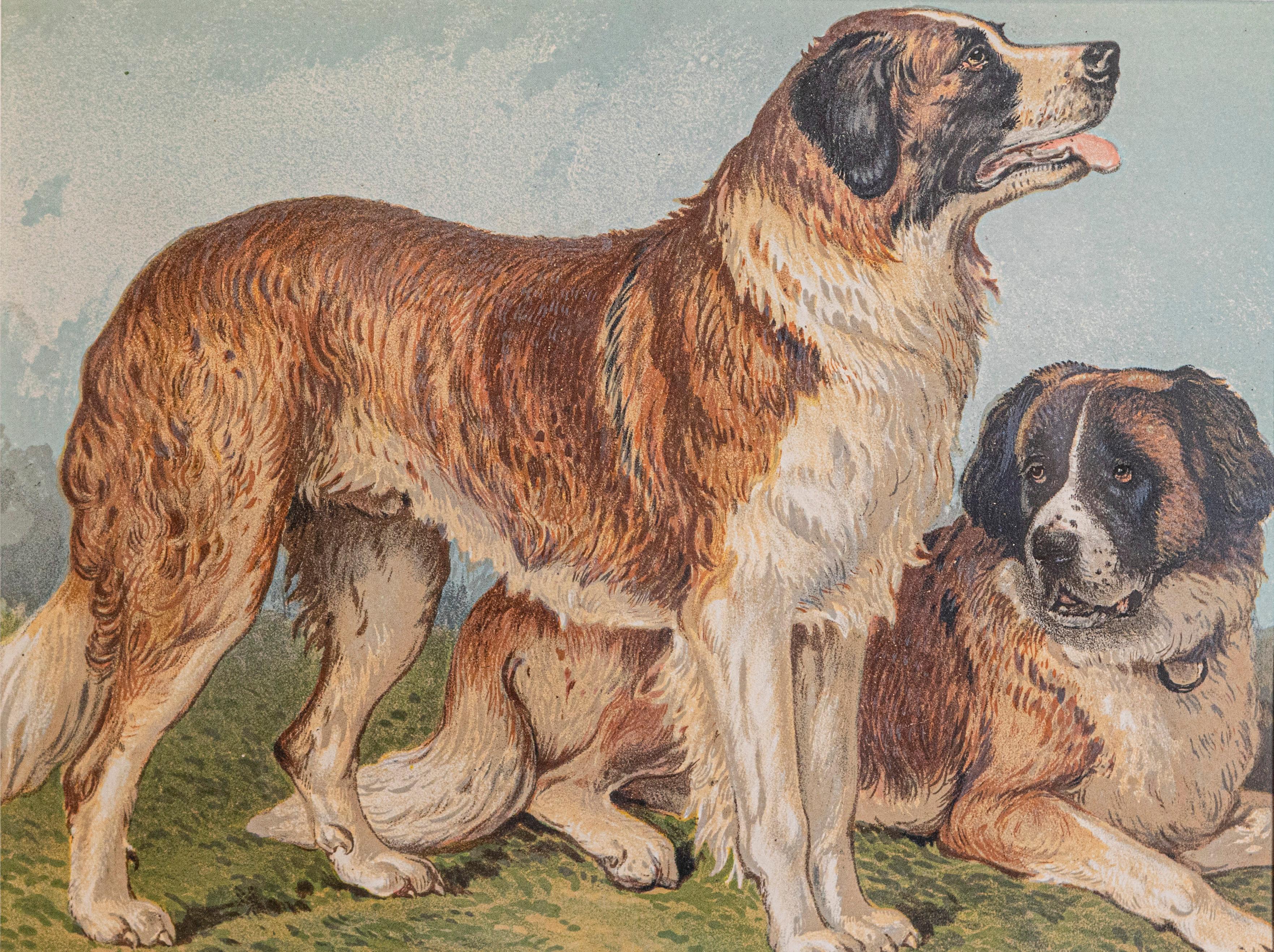 Cette pièce est une chromolithographie encadrée représentant un chien, réalisée par Cassell, Petter, Galpin & Co, une maison d'édition britannique réputée pour la qualité de ses ouvrages illustrés à la fin du XIXe siècle. L'estampe est une