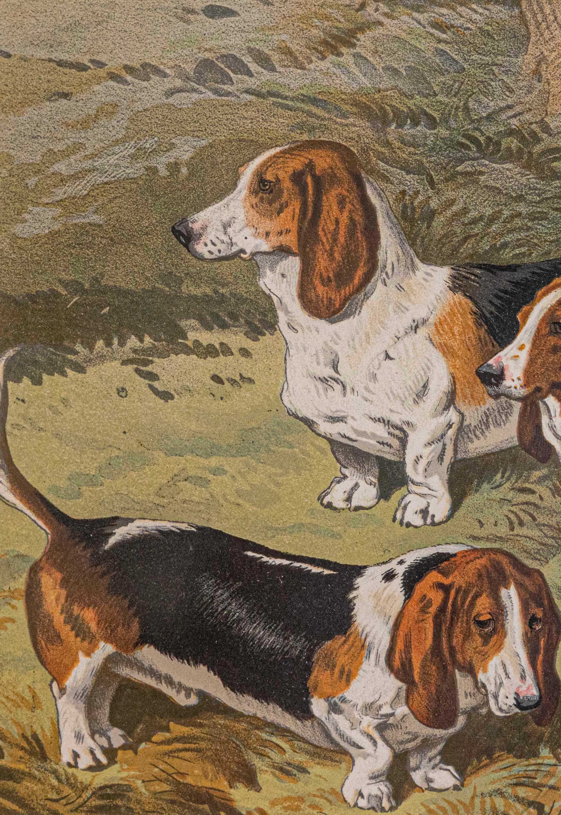 Inglese Singolo: Cassell, Petter, Galpin & Co. Stampa cromolitografica del cane in cornice nera in vendita