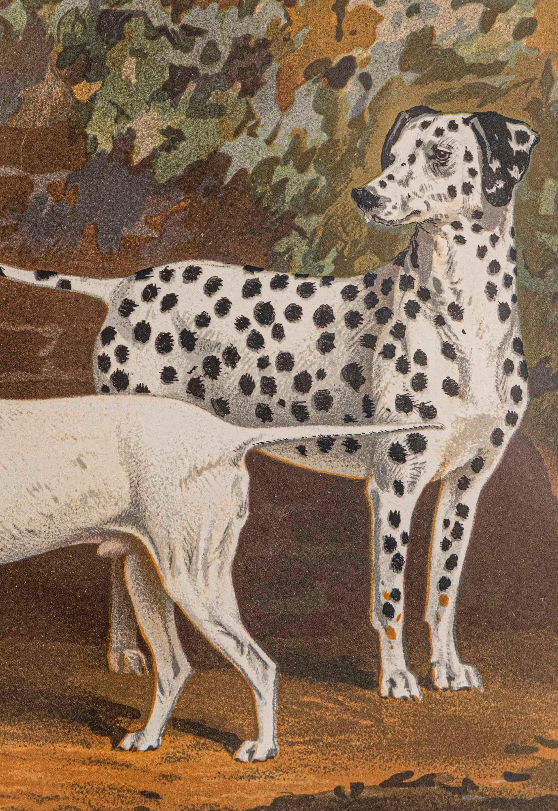 English Single: Cassell, Petter, Galpin & Co Chromolithograph Dog Print in Black Frames For Sale