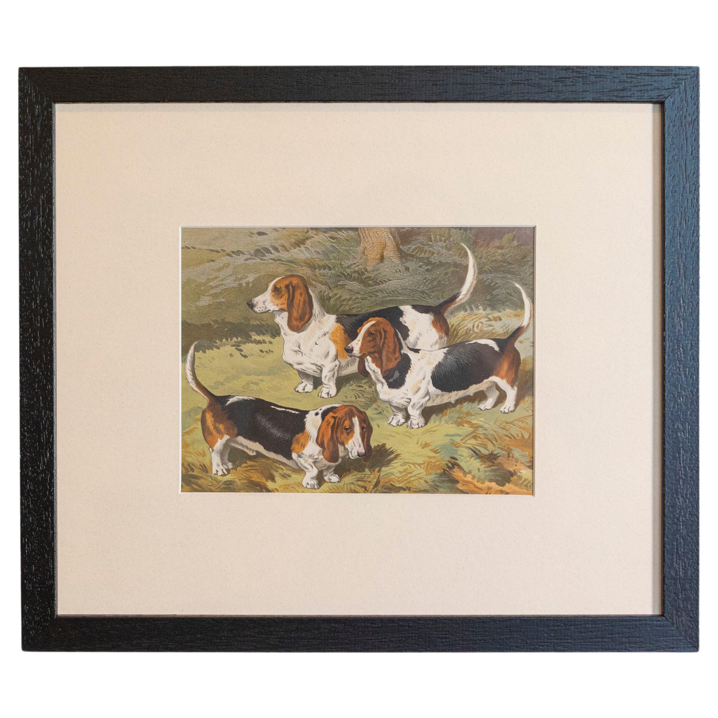 Single: Cassell, Petter, Galpin & Co Chromolithograph Dog Print in Black Frames