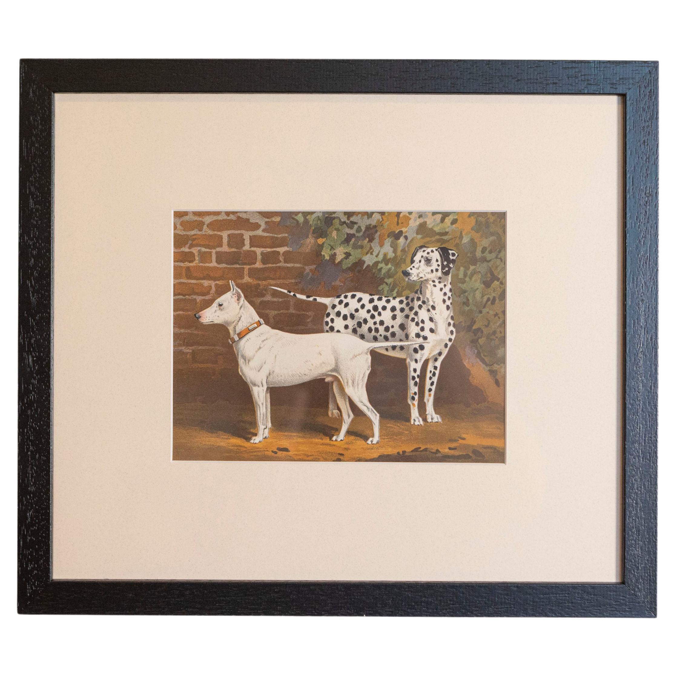 Single: Cassell, Petter, Galpin & Co Chromolithograph Dog Print in Black Frames For Sale
