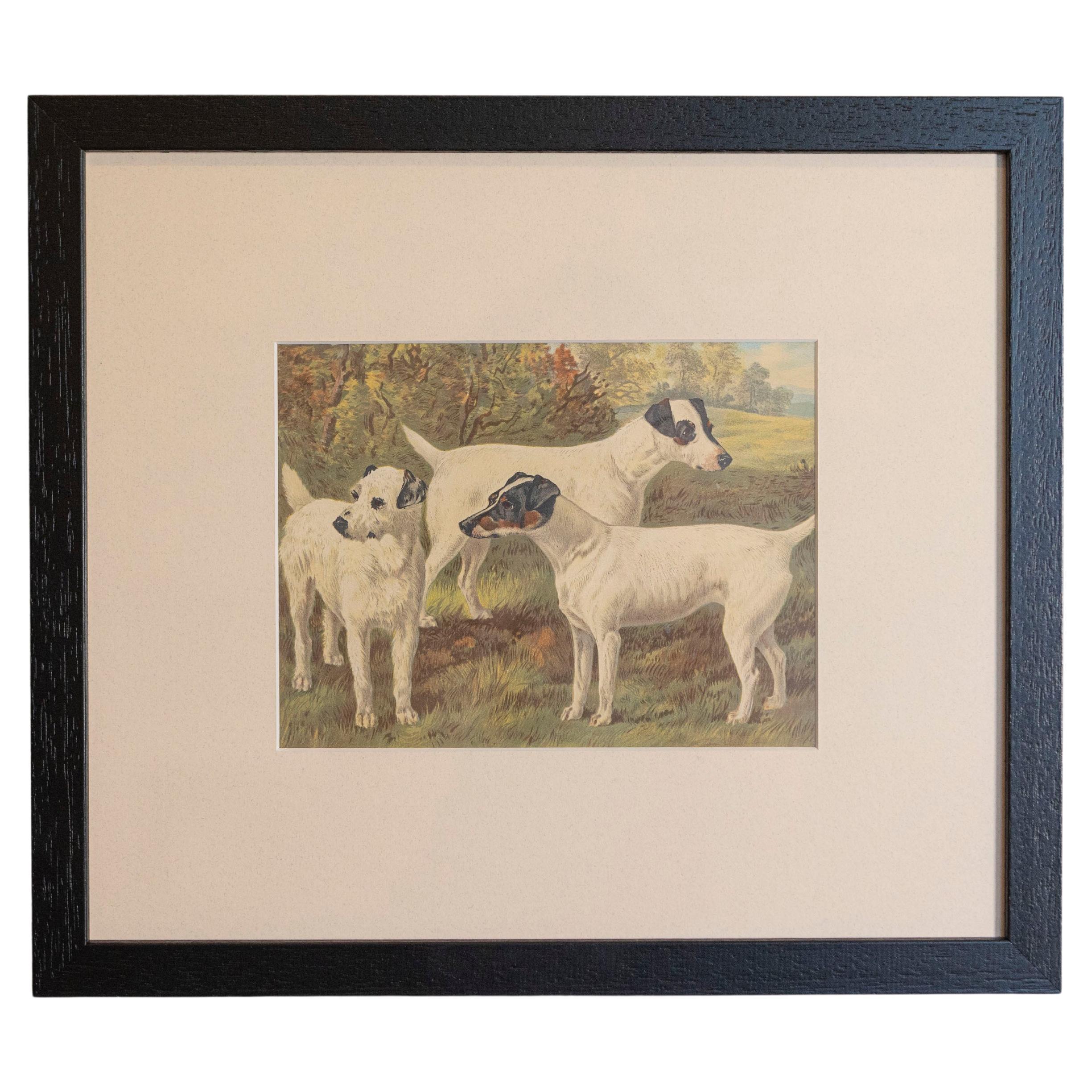 Single: Cassell, Petter, Galpin & Co Chromolithograph Dog Print in Black Frames