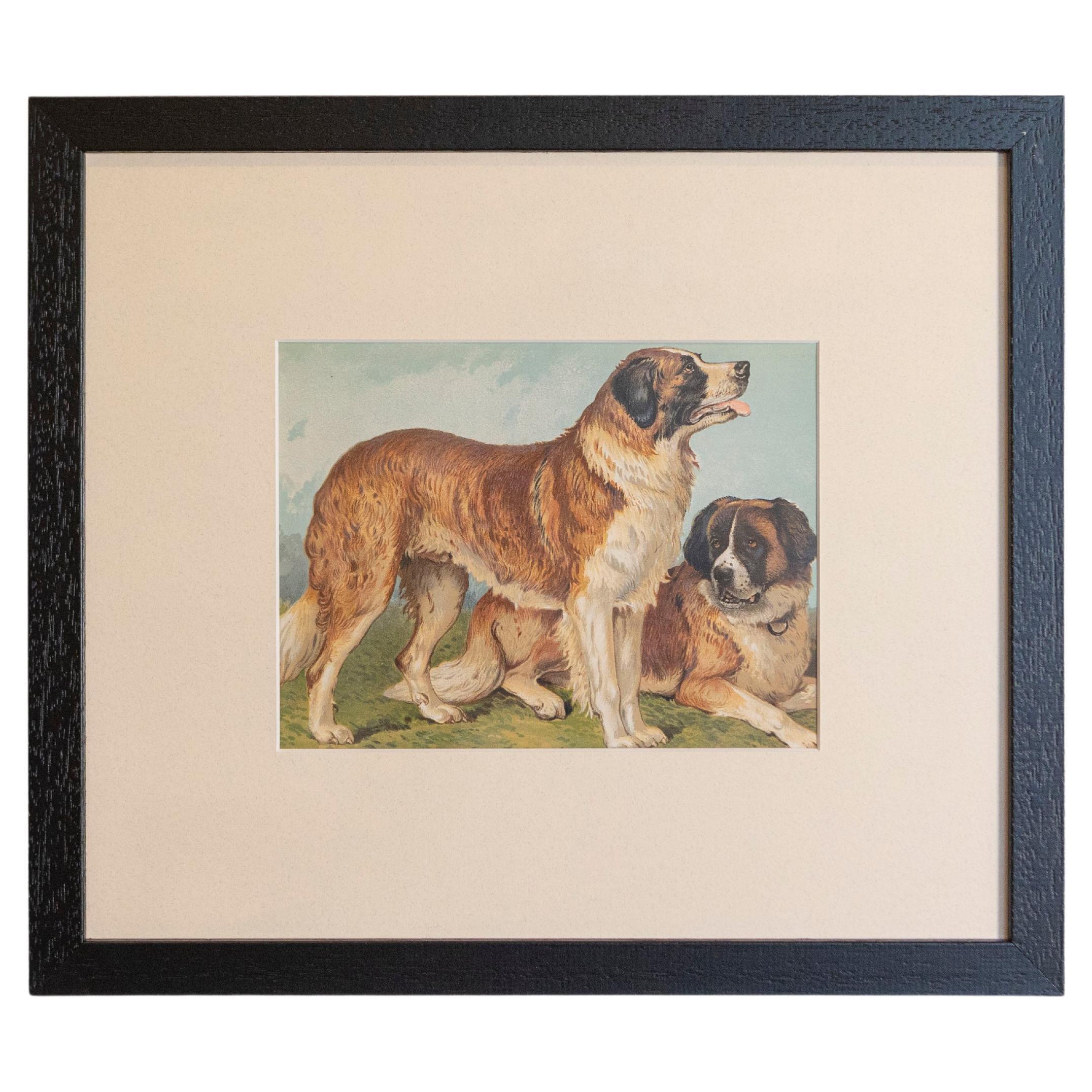 Single: Cassell, Petter, Galpin & Co Chromolithograph Dog Print in Black Frames