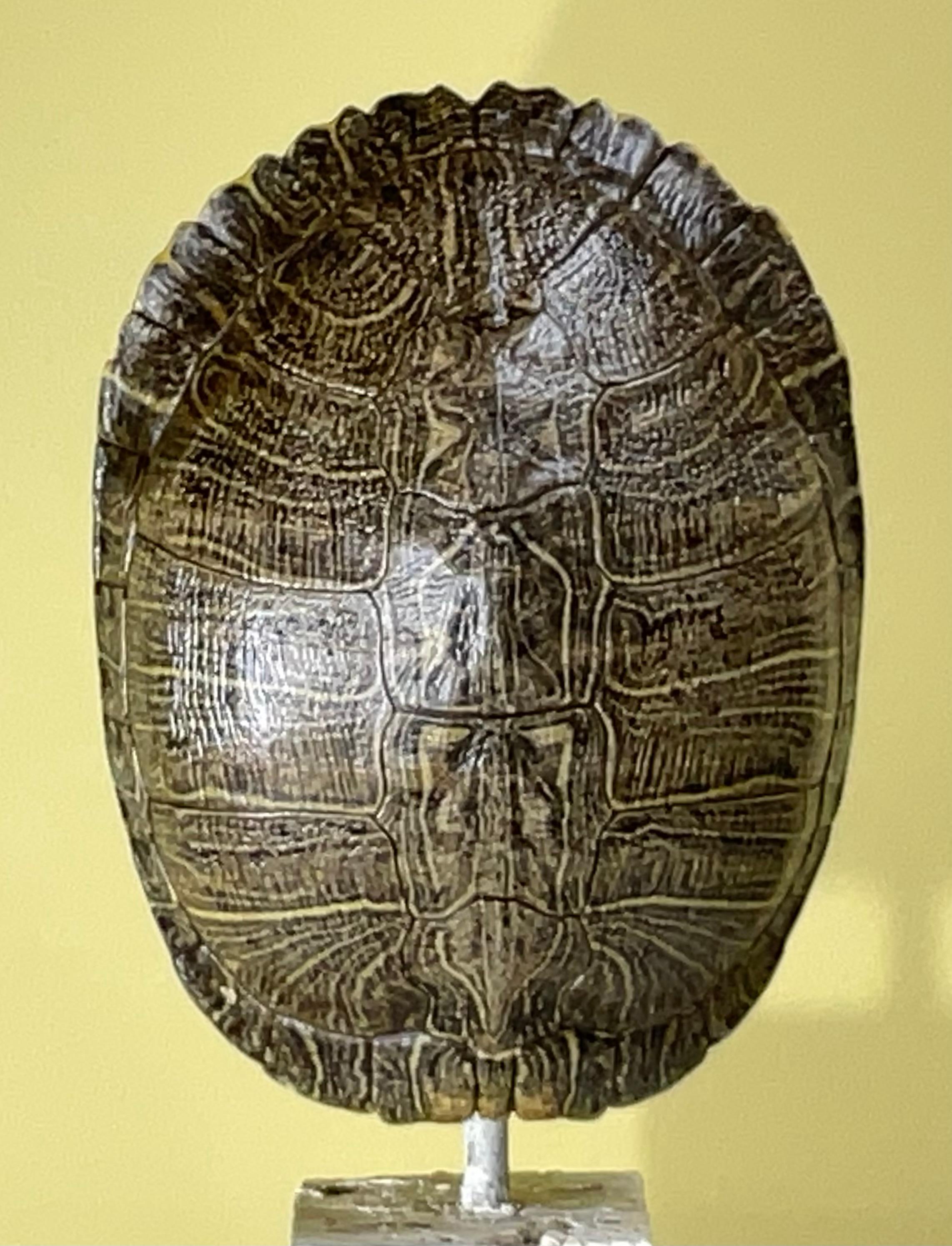 Carapace de tortue d'eau douce décorative montée professionnellement sur une base en corail véritable, la carapace nettoyée et scellée avec une finition satinée protectrice transparente.
Belle œuvre d'art naturelle à exposer.